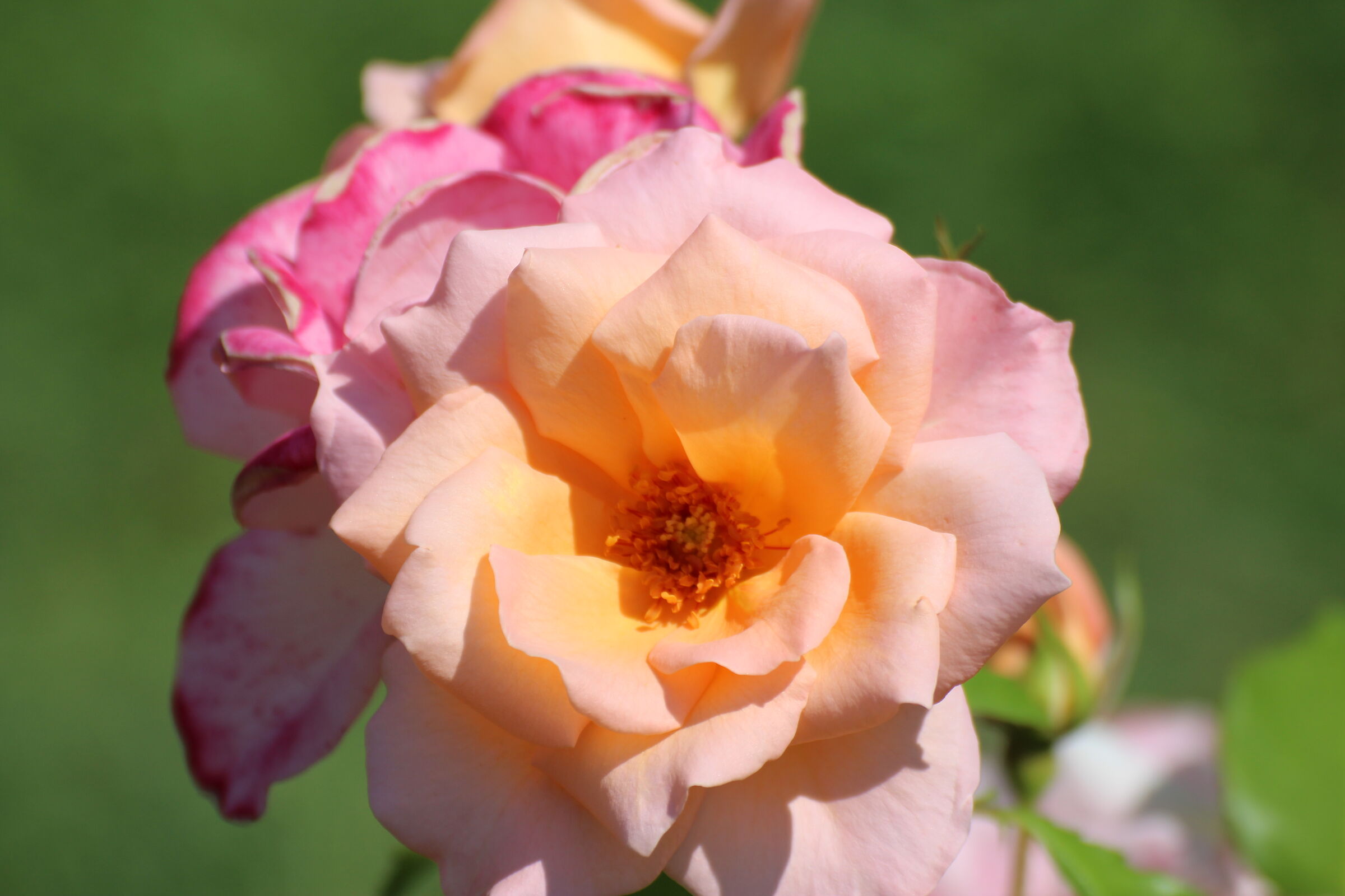 Fiori