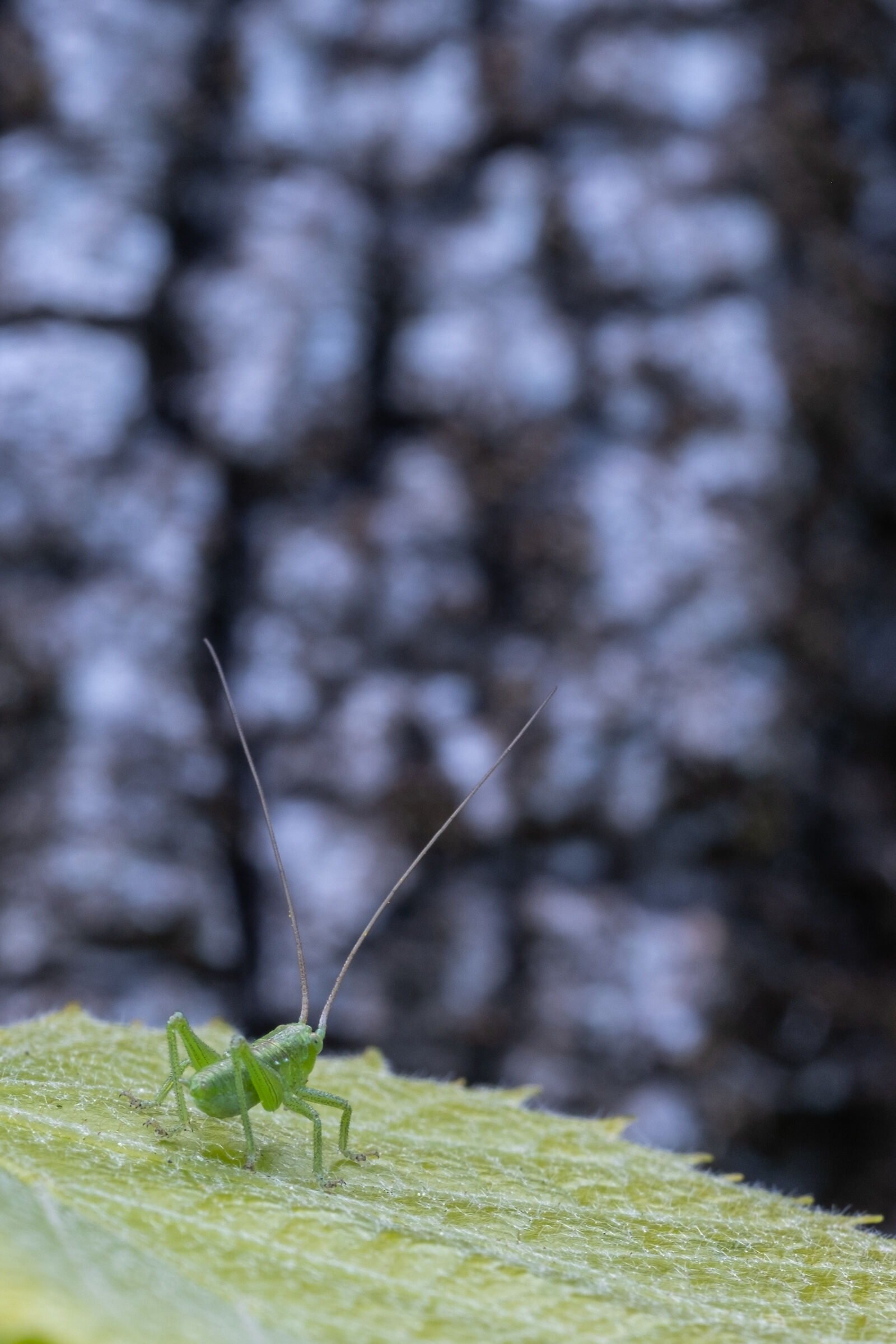 Grillo che osserva il mondo dalla sua prospettiva