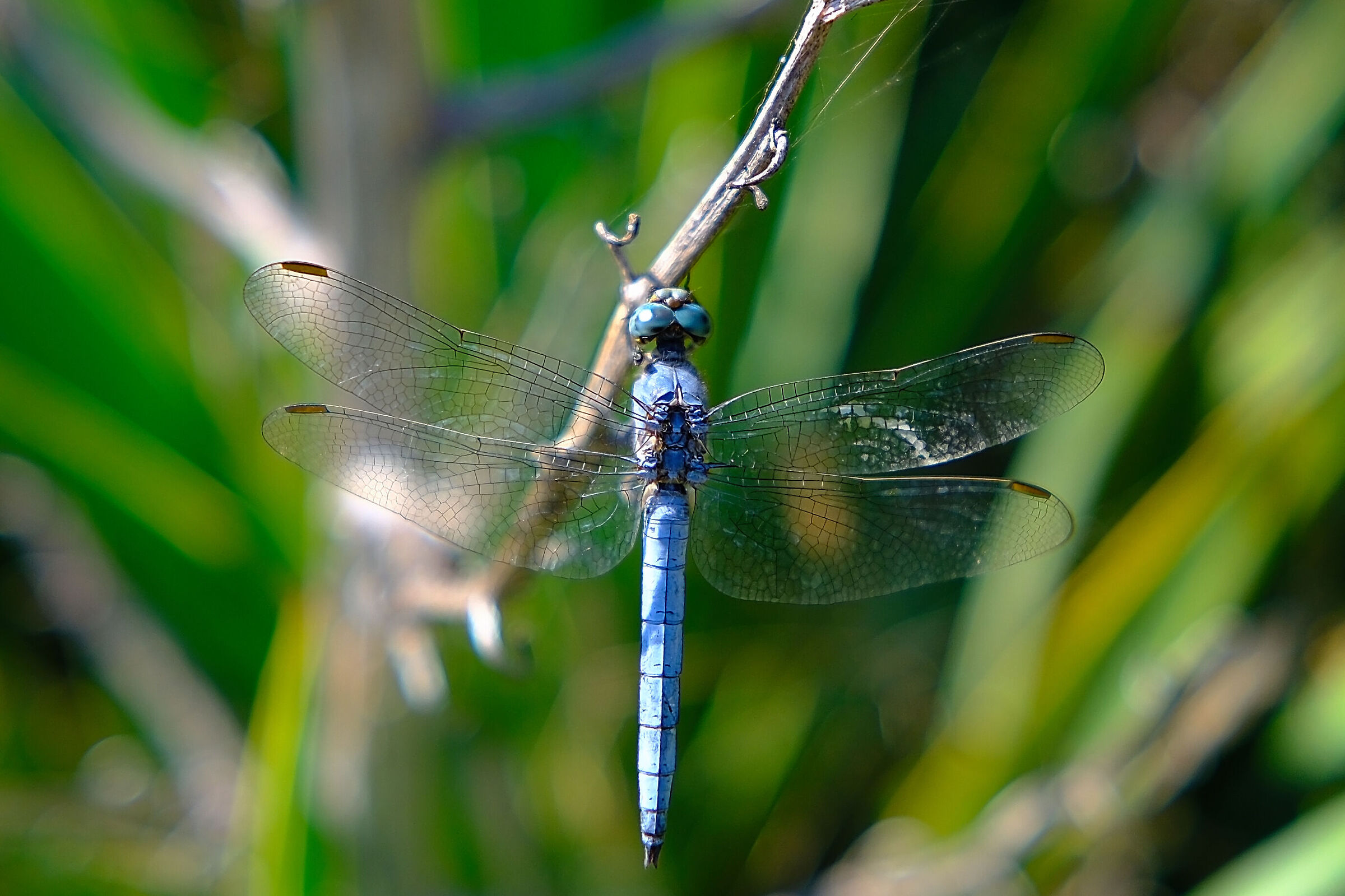 inseguendo una libellula su un parato :)