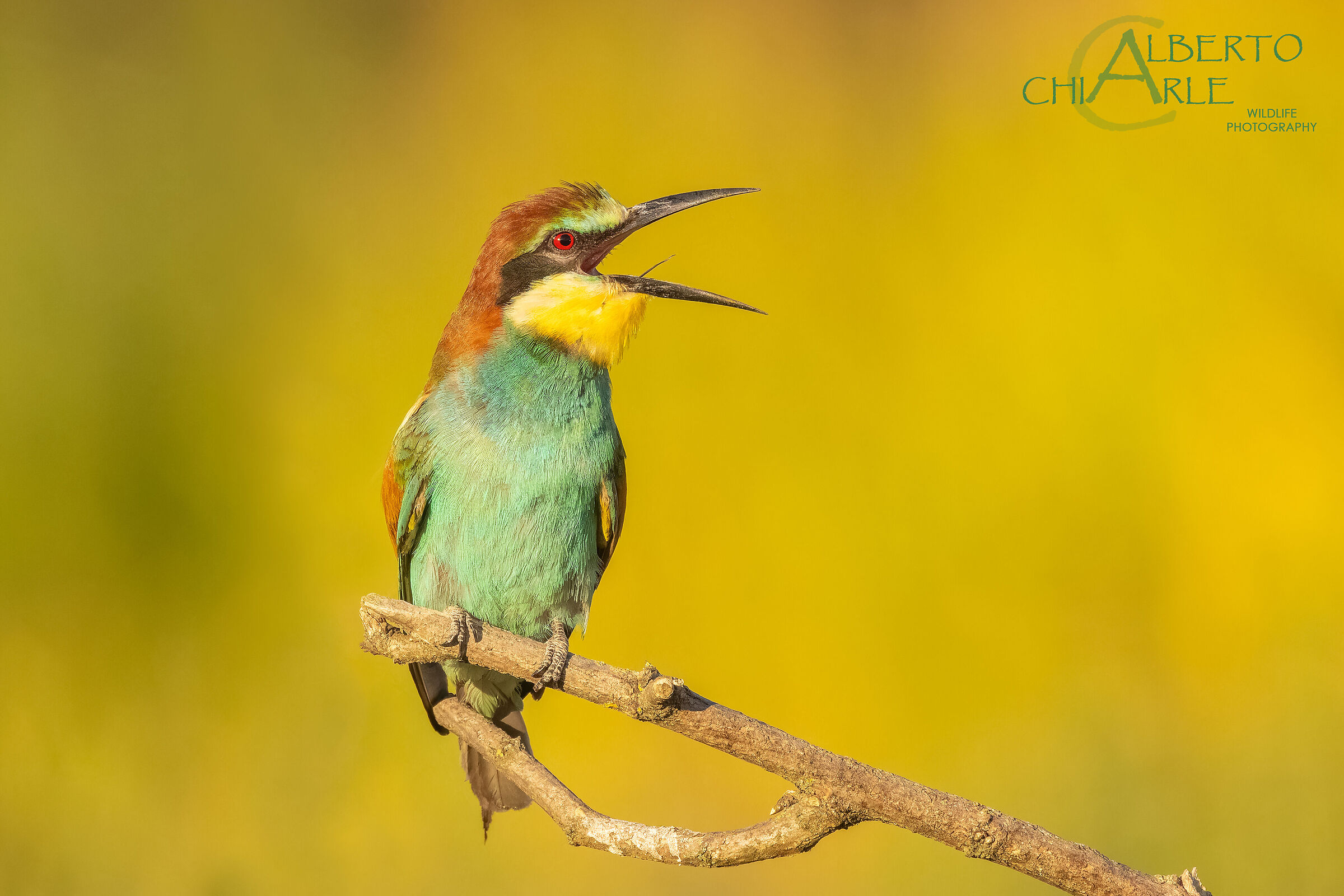 Bee-eater
