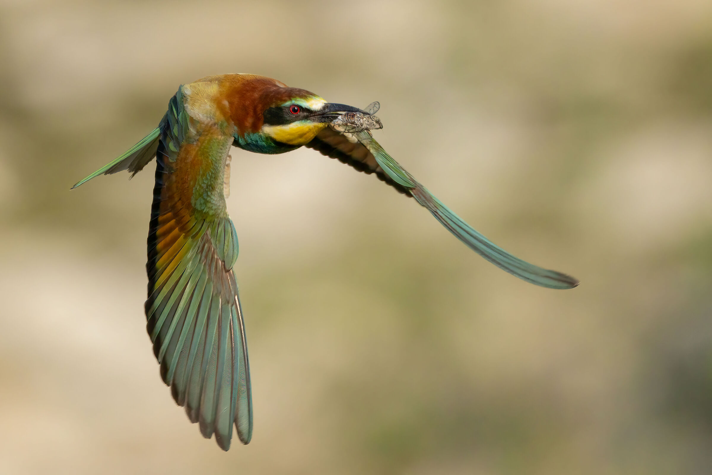 Bee-eater with cicada