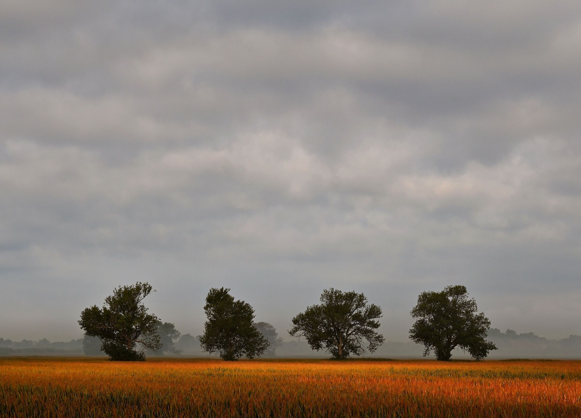Trees and Corn