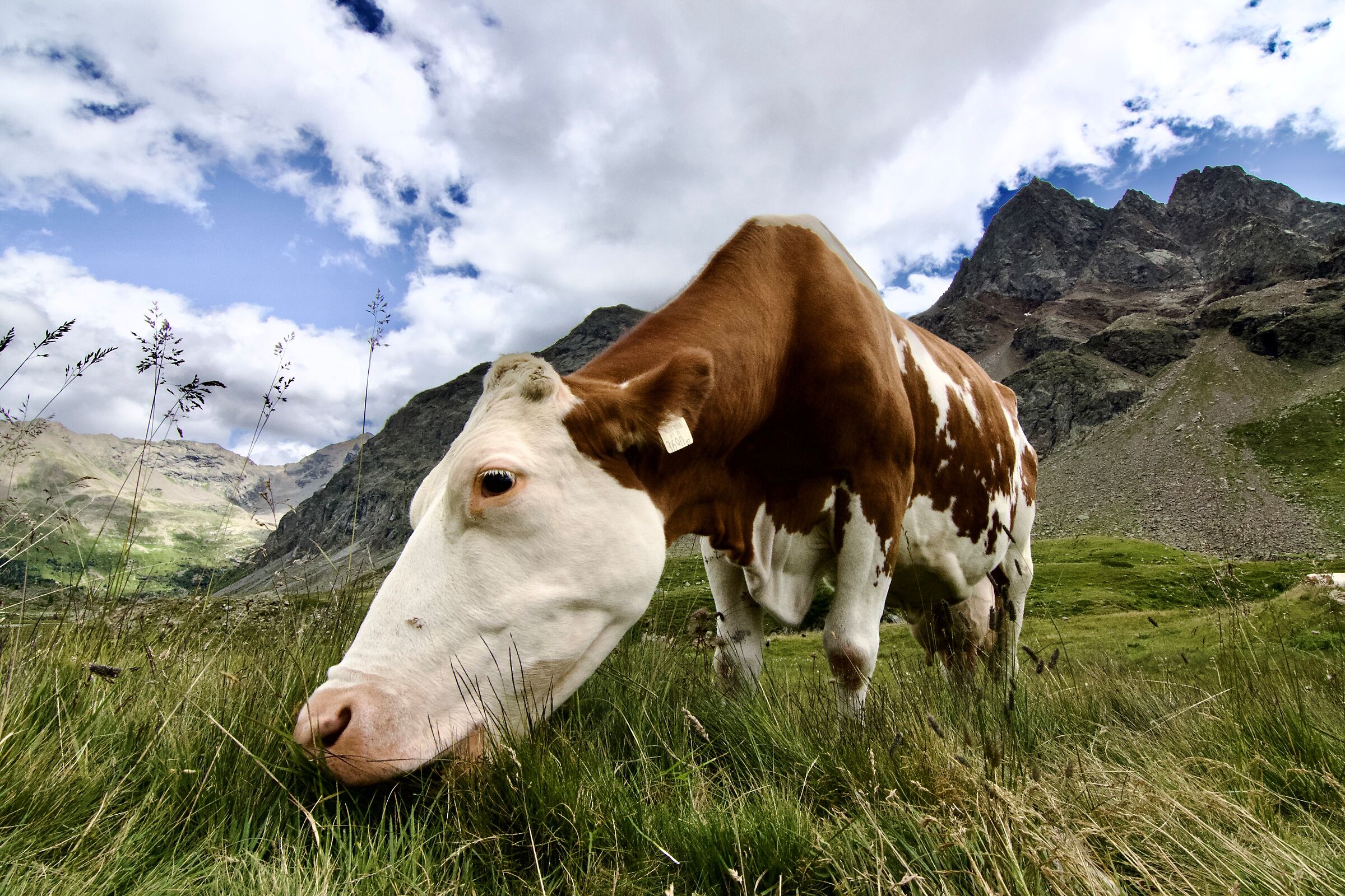 L'erba del vicino è sempre più verde