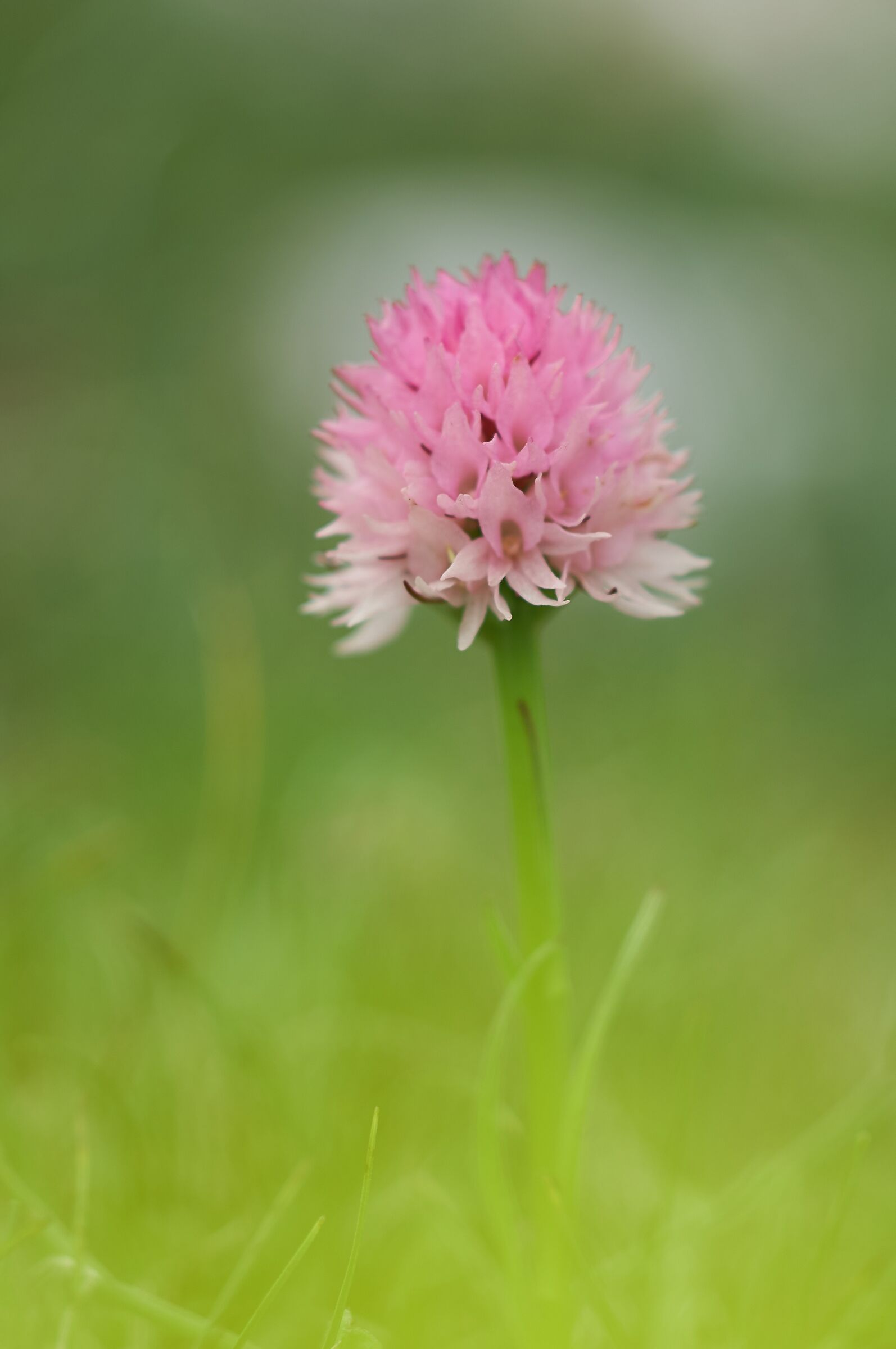 Nigritella widderi