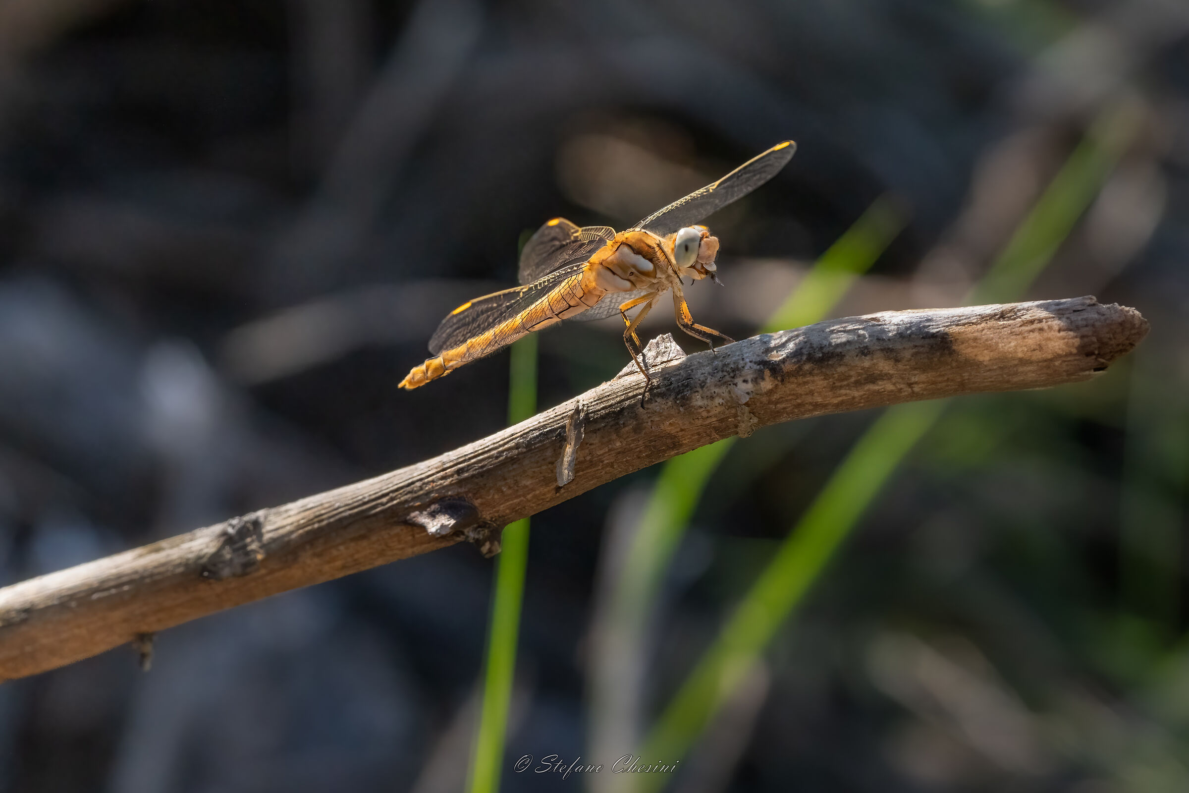 Golden dragonfly