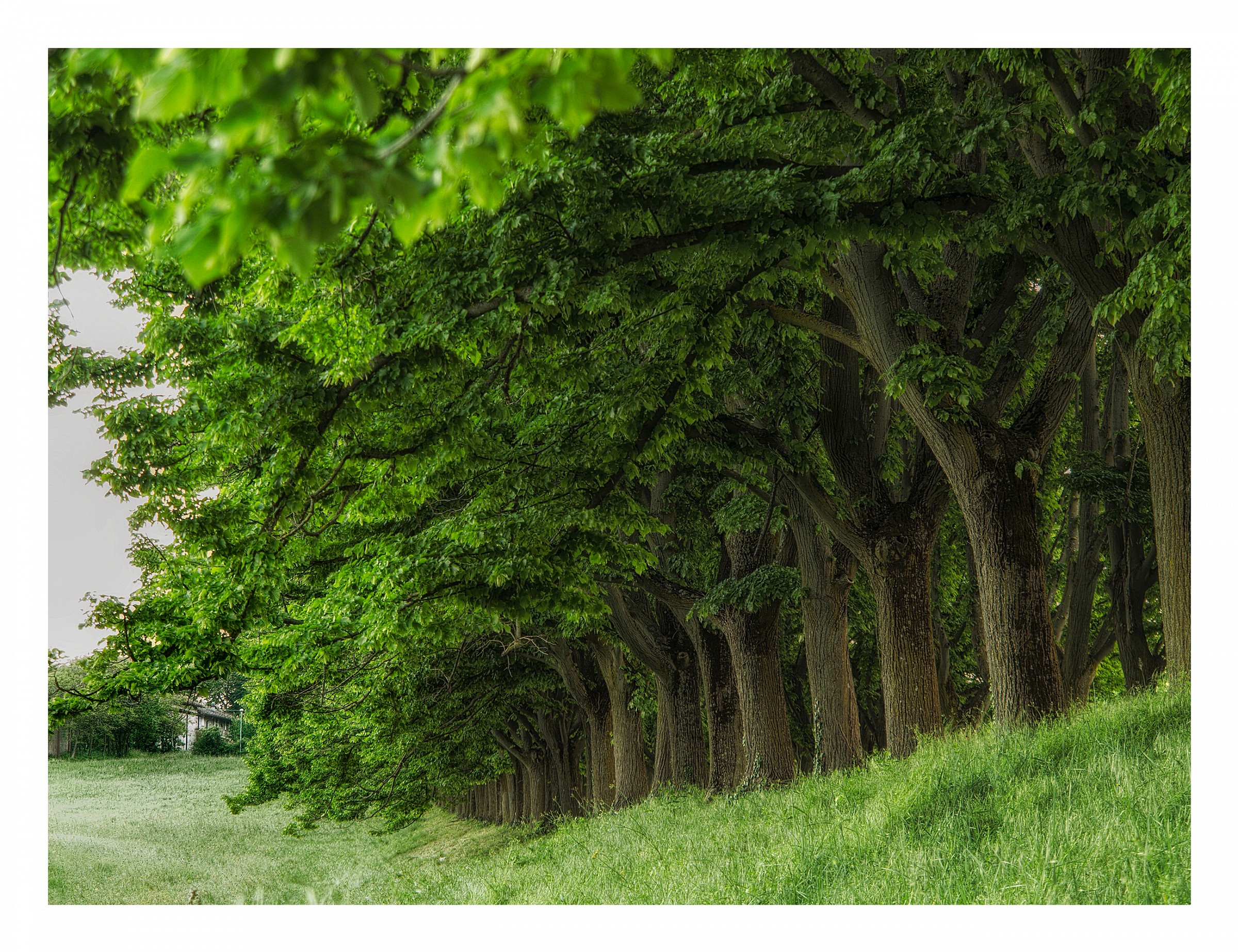 The avenue of friendship _2