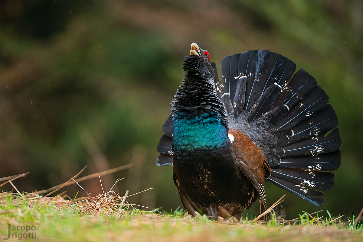 Capercaillie