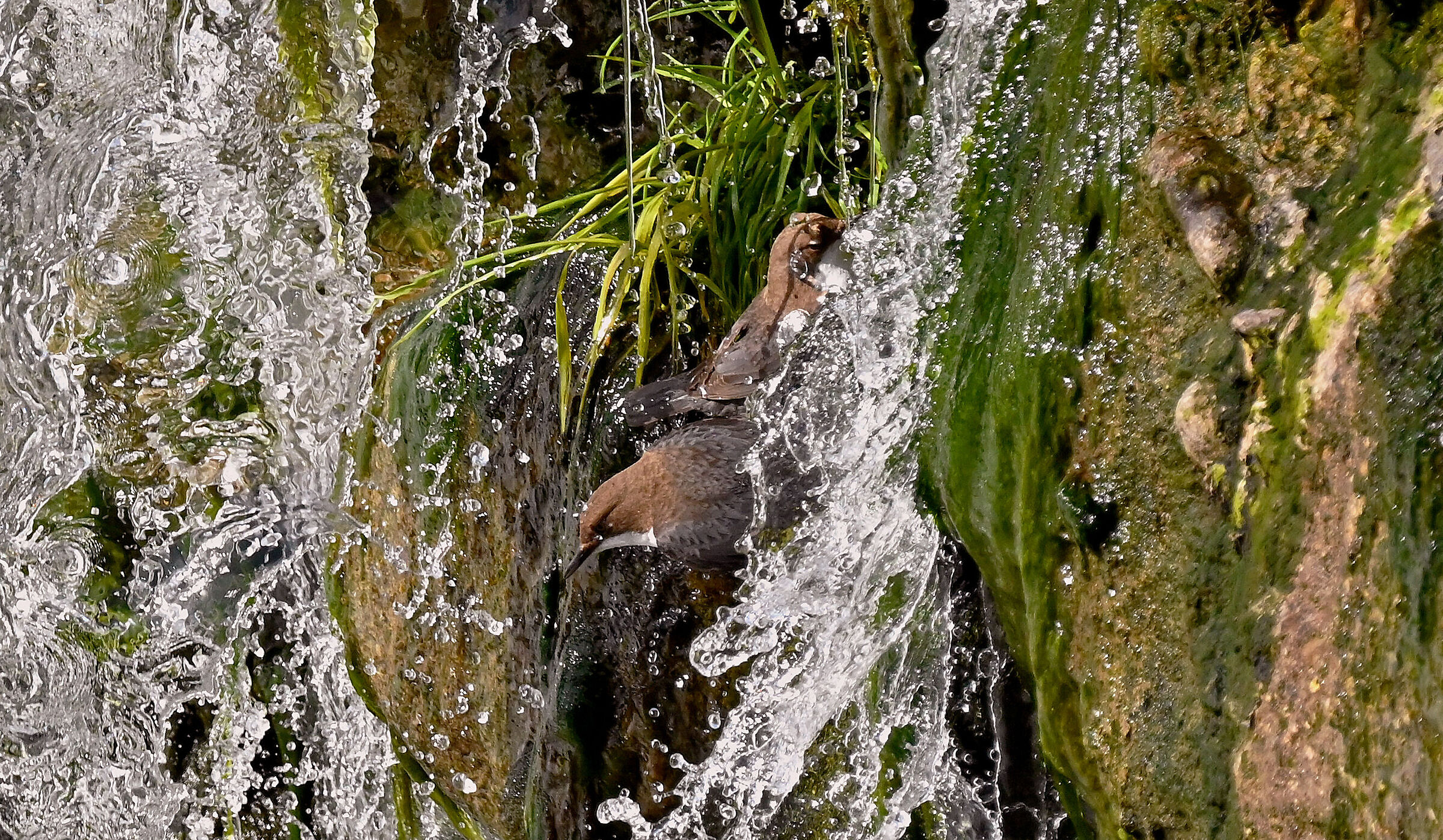 merlo acquaiolo