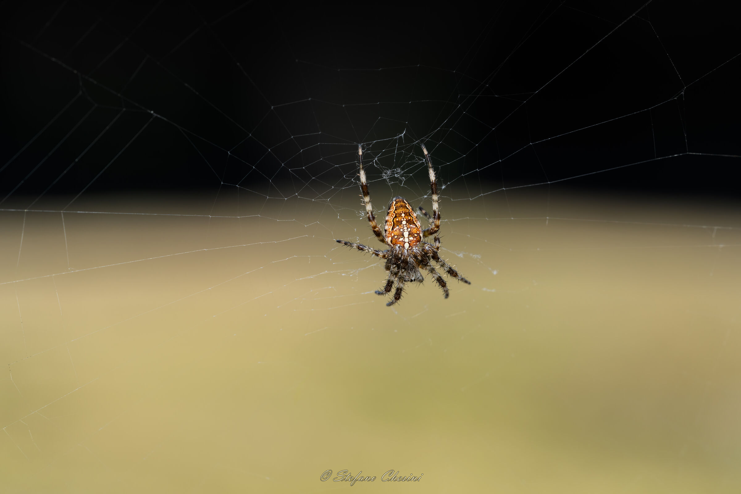 Ragno crociato su Marte