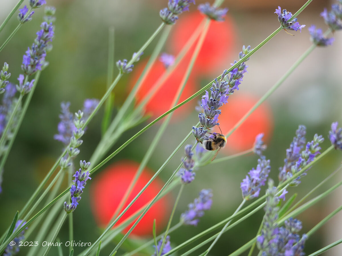 Lavender