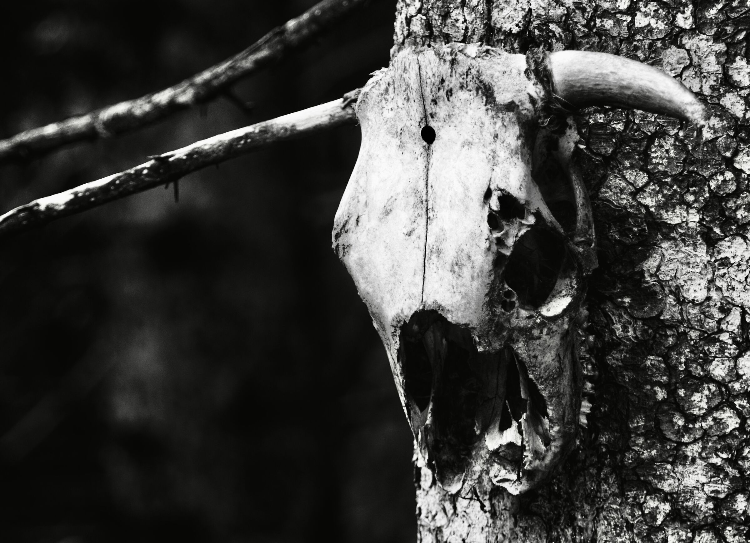Skull