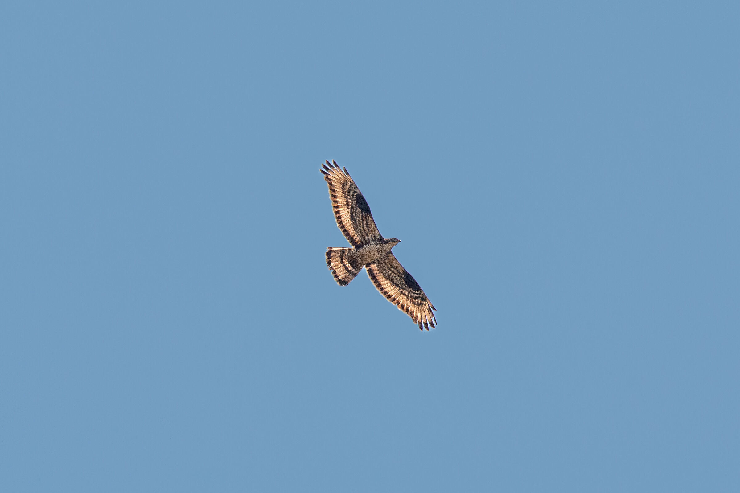 Falco Pecchiaiolo ad Ovindoli