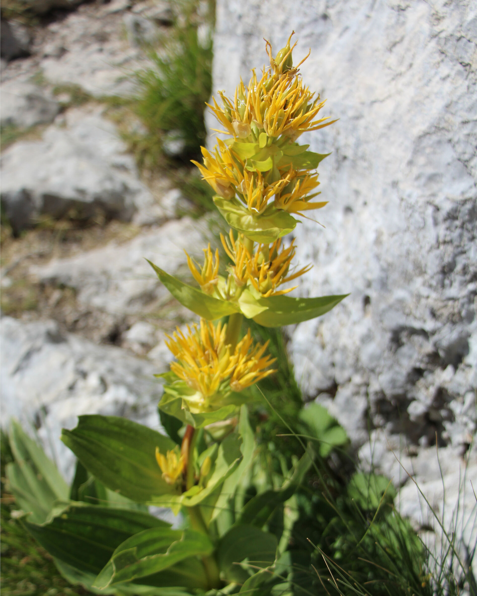 Genziana