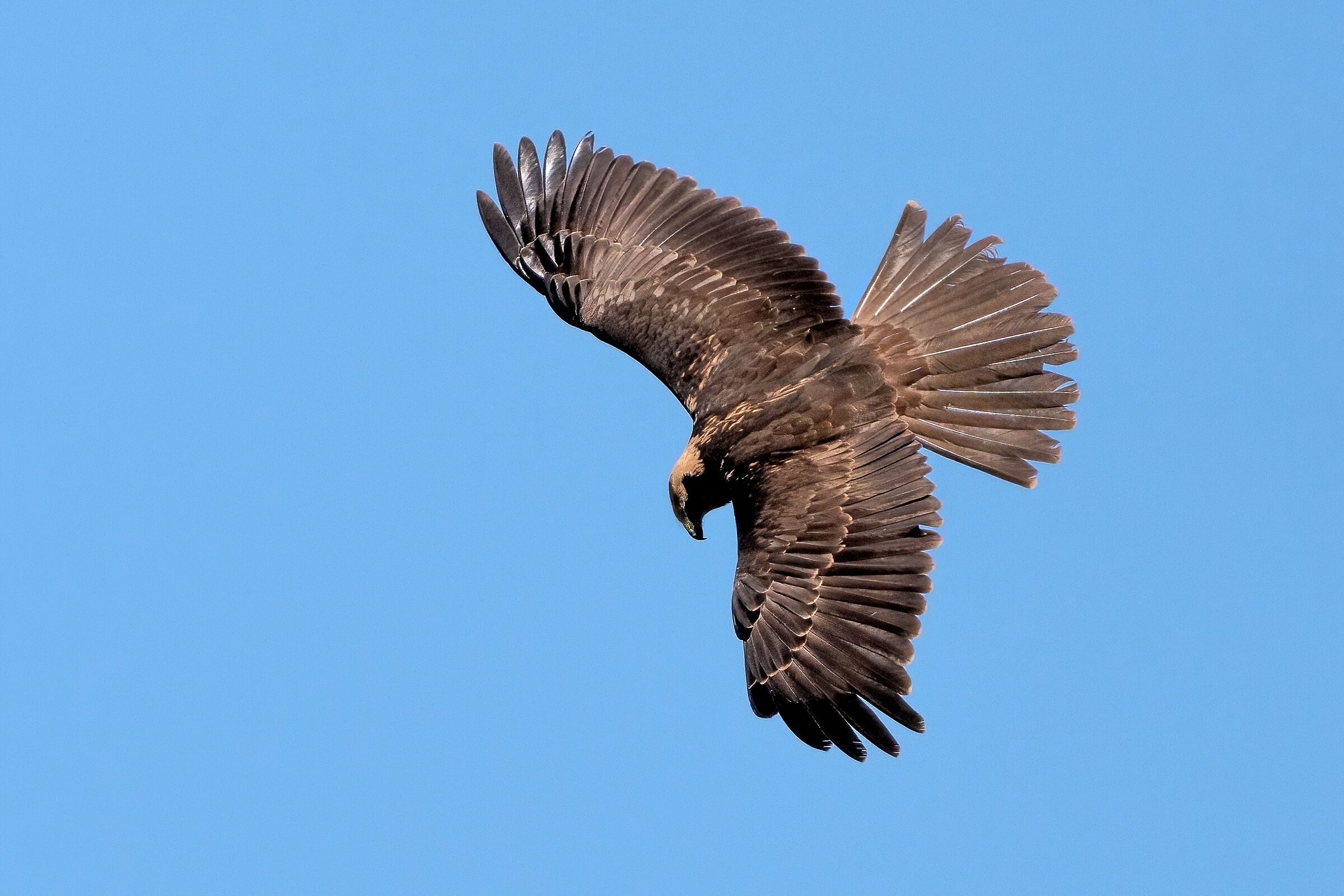 Falco di palude (Circus aeruginosus) femmina