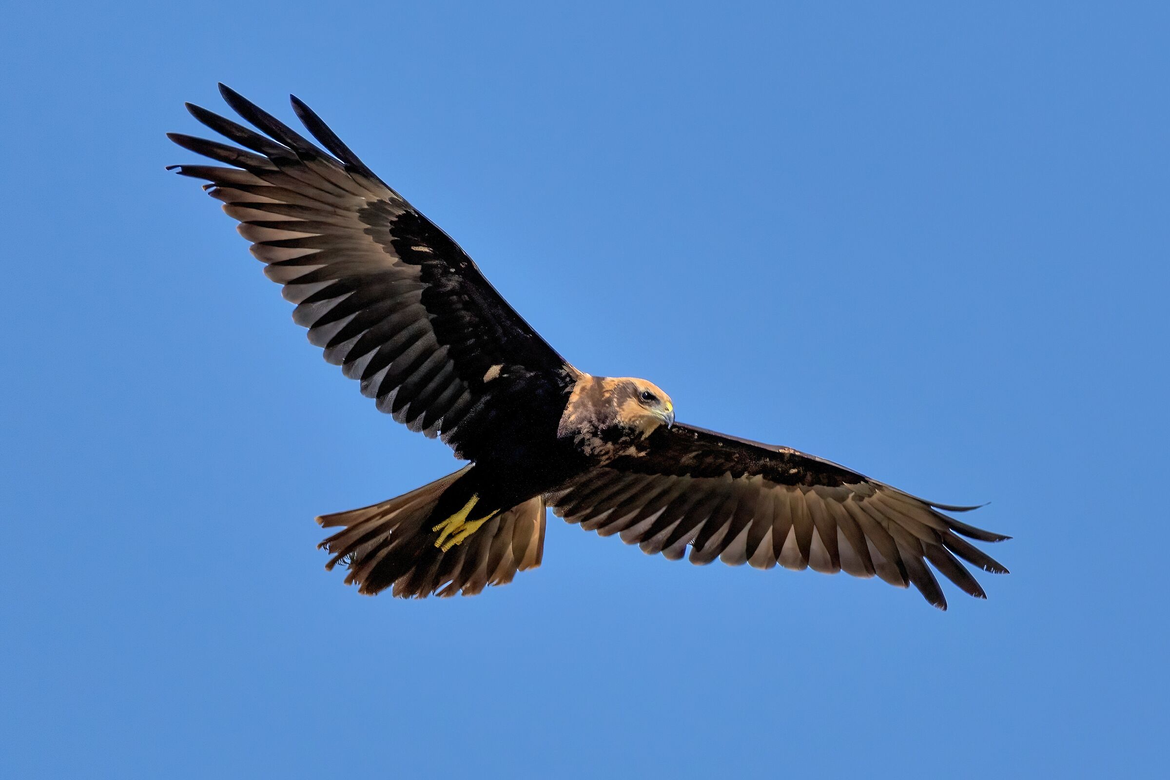 Falco di palude (Circus aeruginosus) femmina