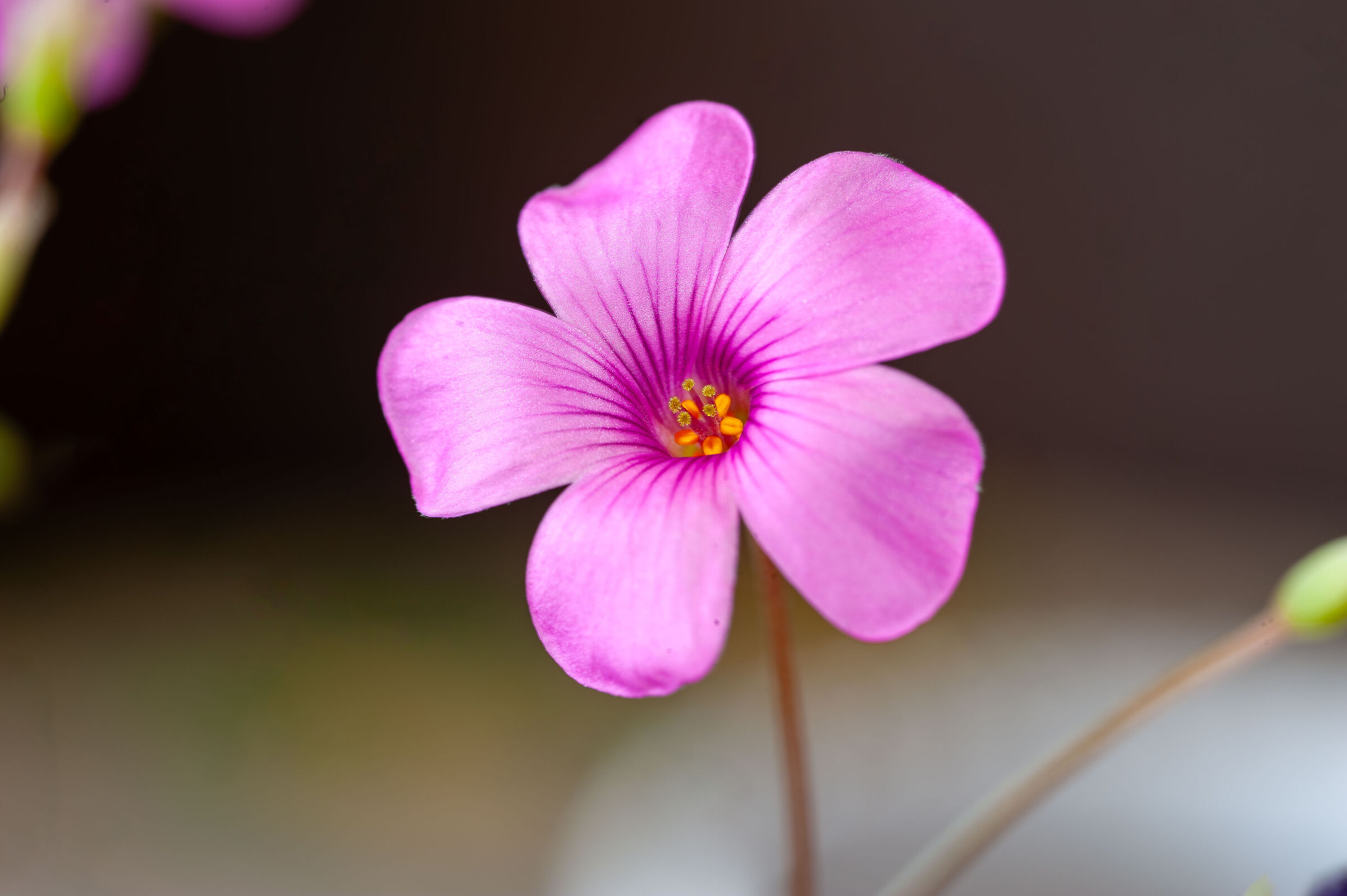 Oxalis articolata