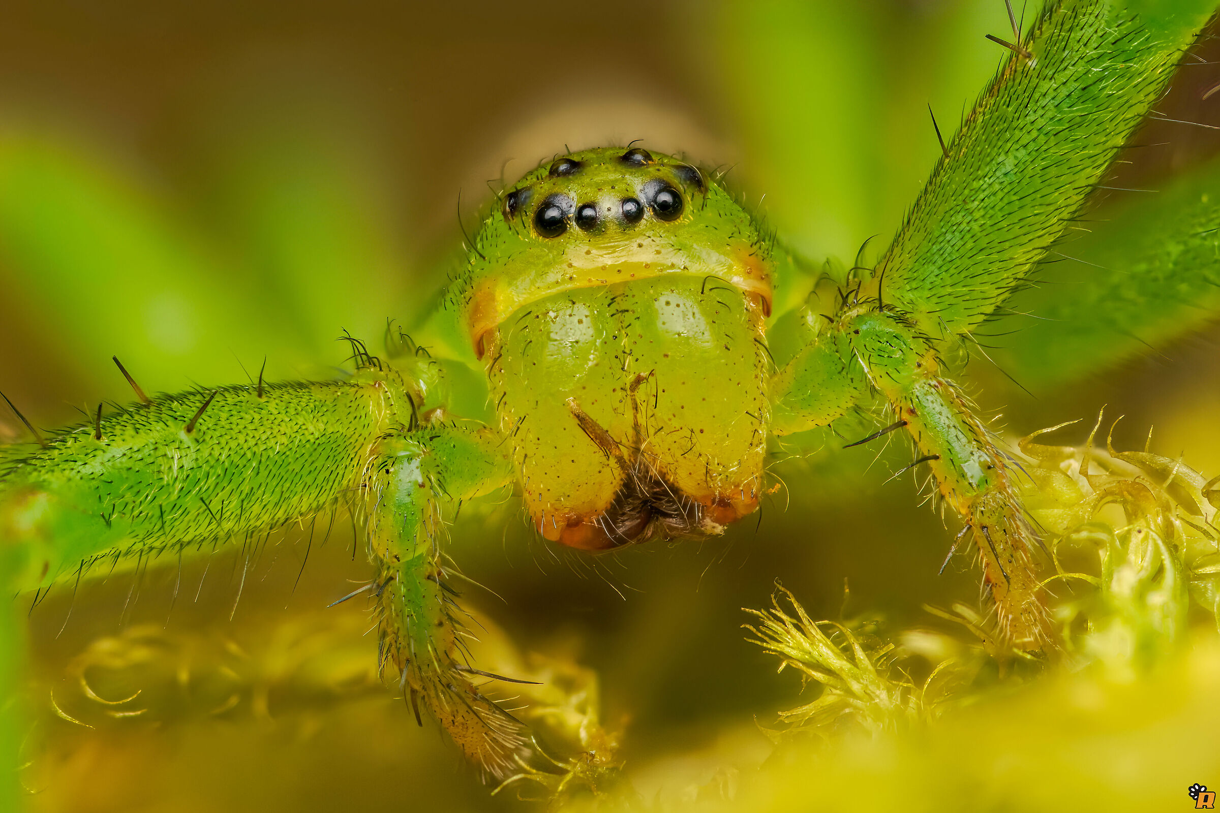 Micrommata ligurine