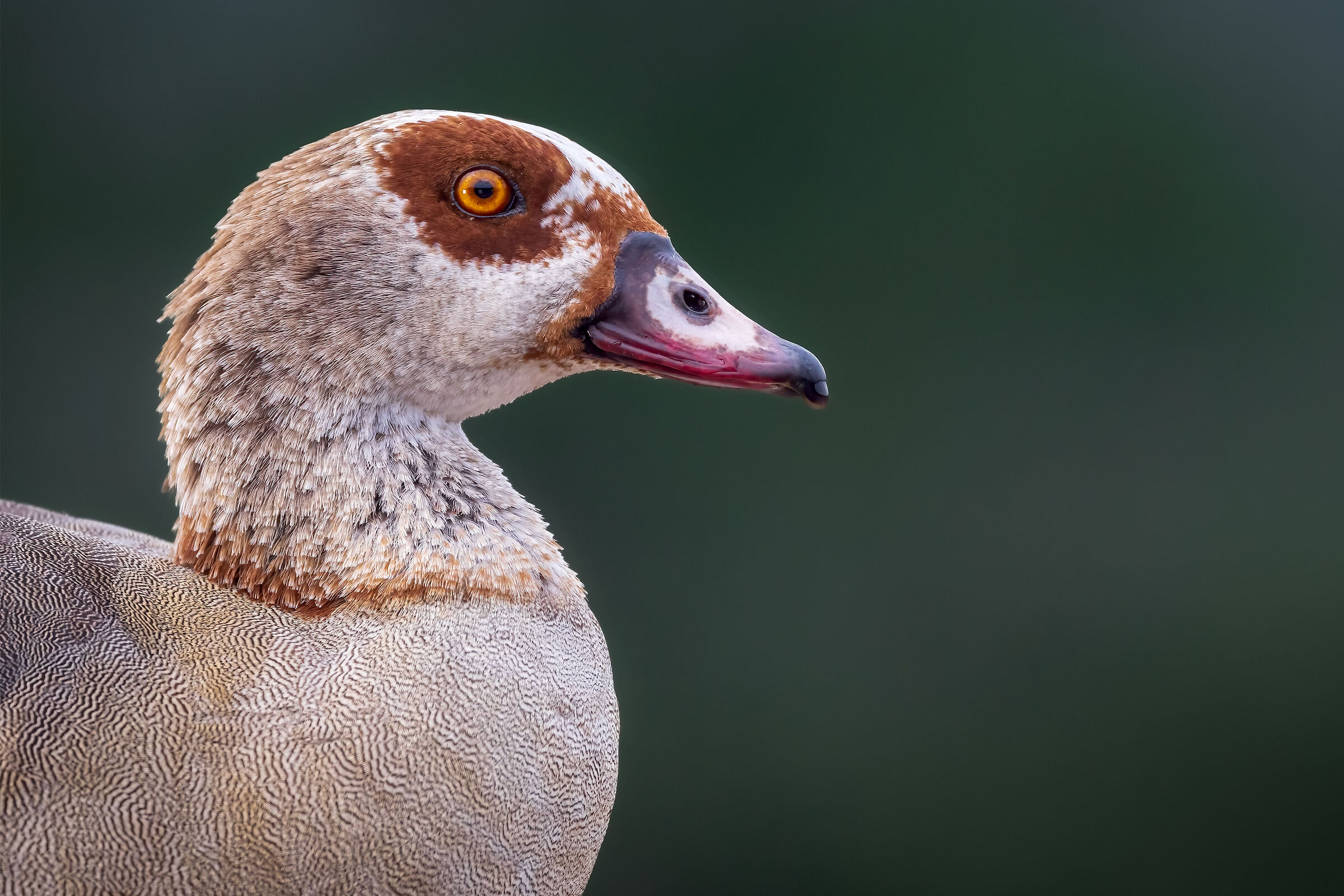 Egyptian goose "portrait"