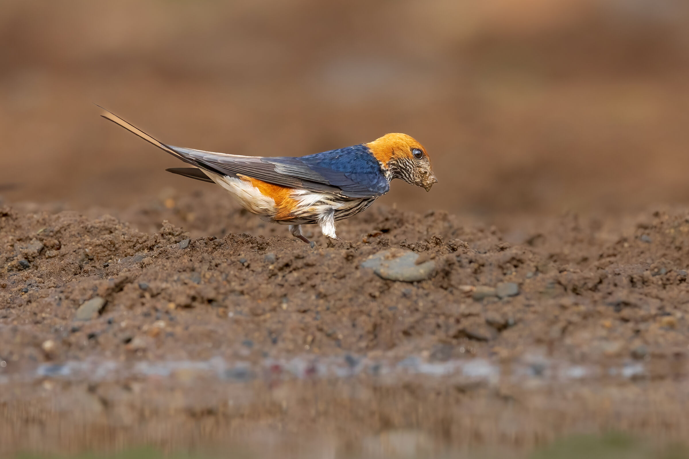 Greater striped swallow (cecropis cucullata)