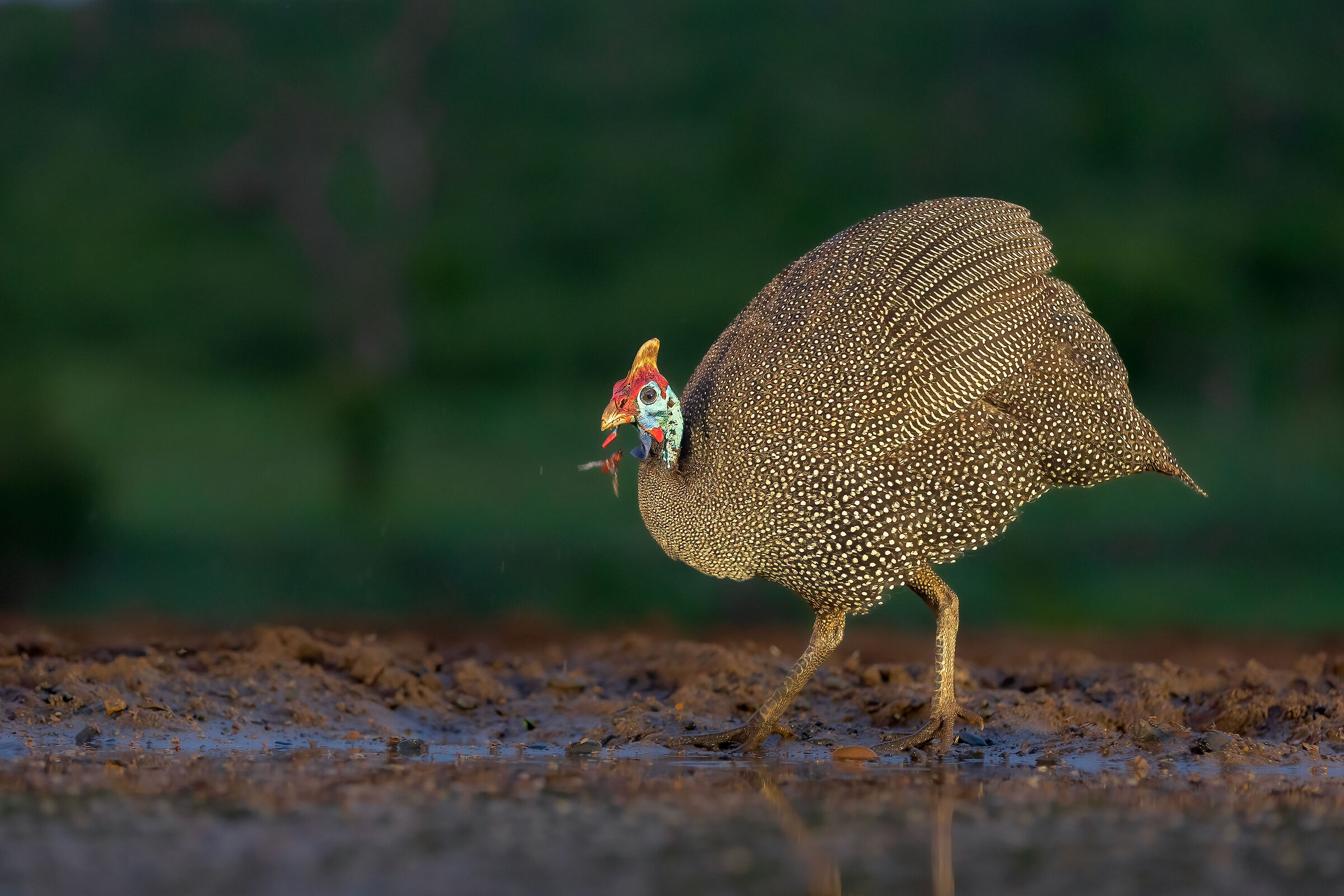Mitrata guinea fowl