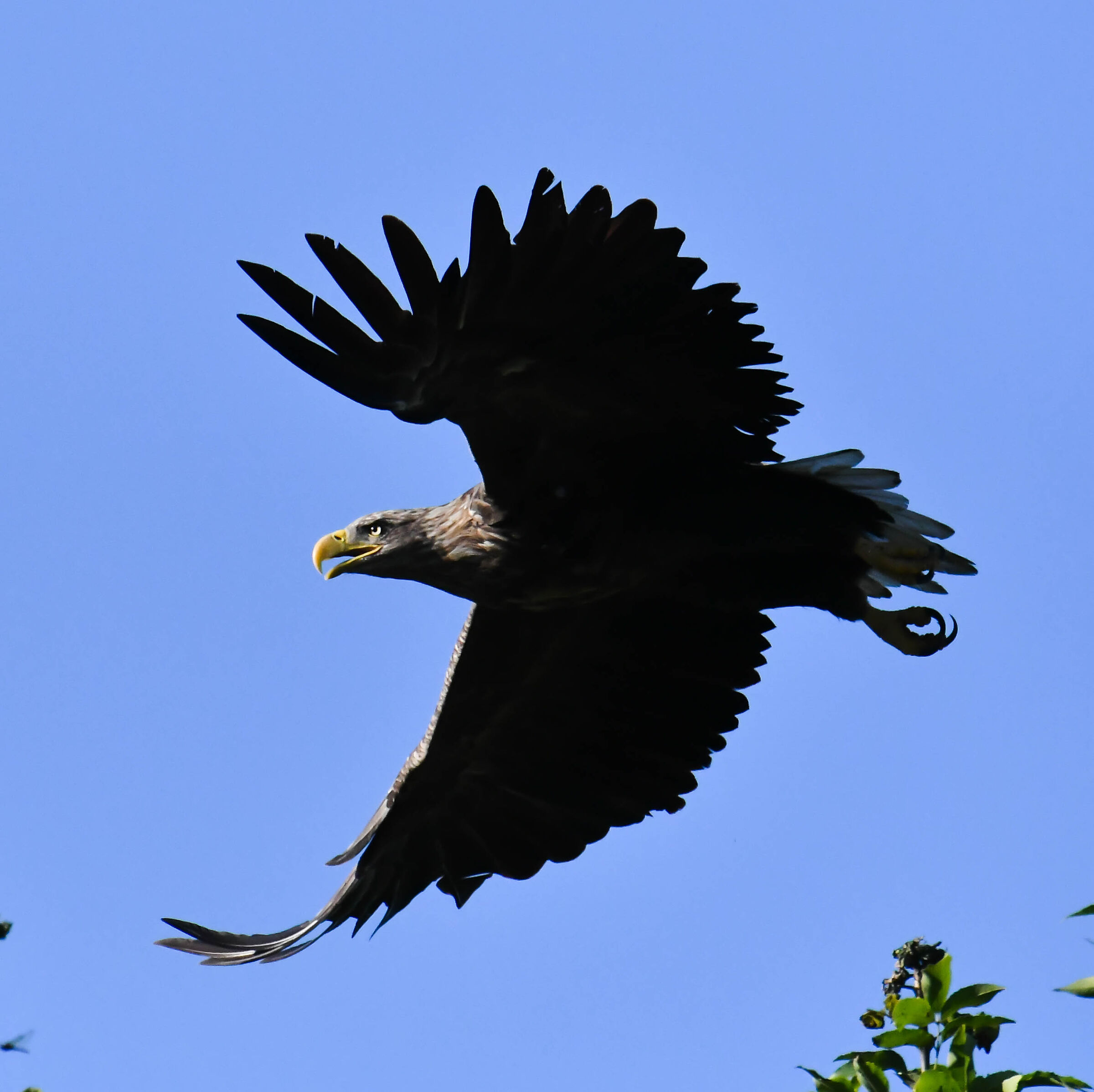 Il Delta del Danubio