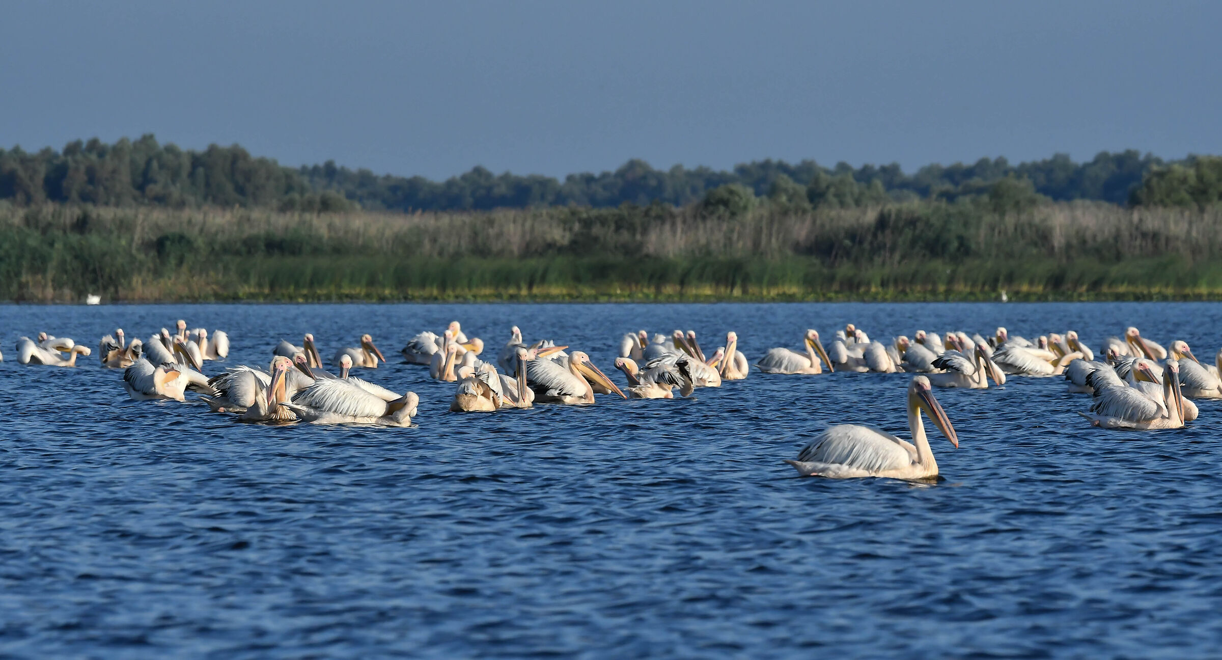 Il Delta del Danubio