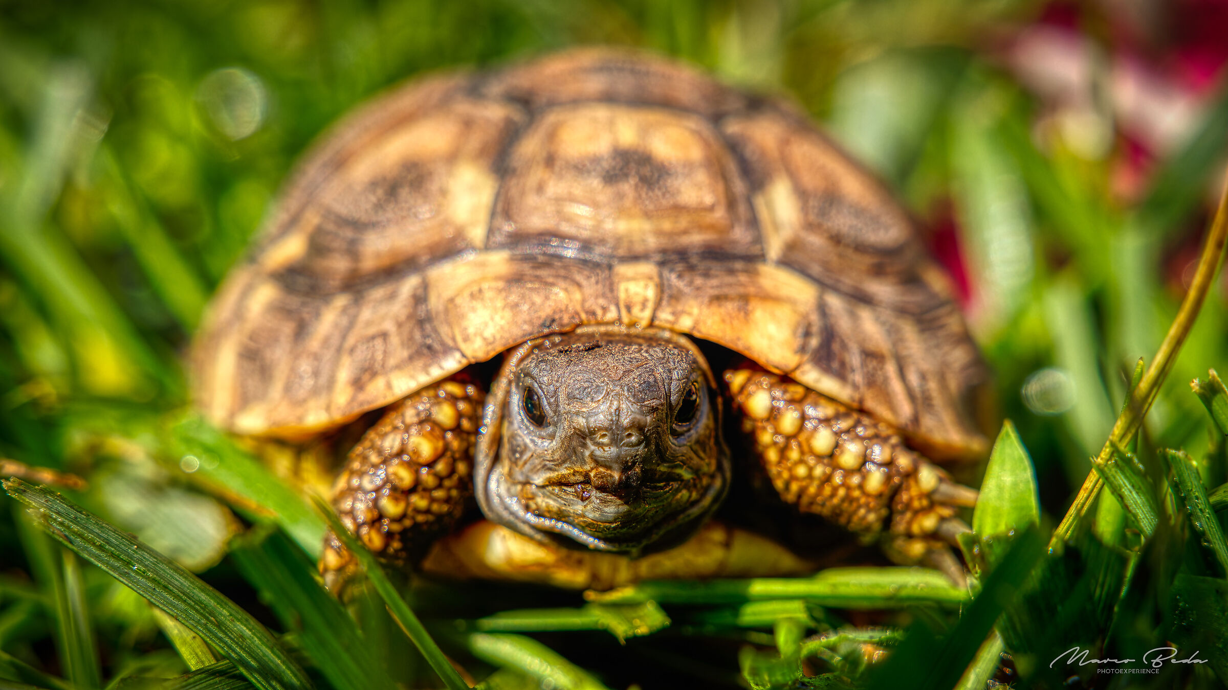 turtle