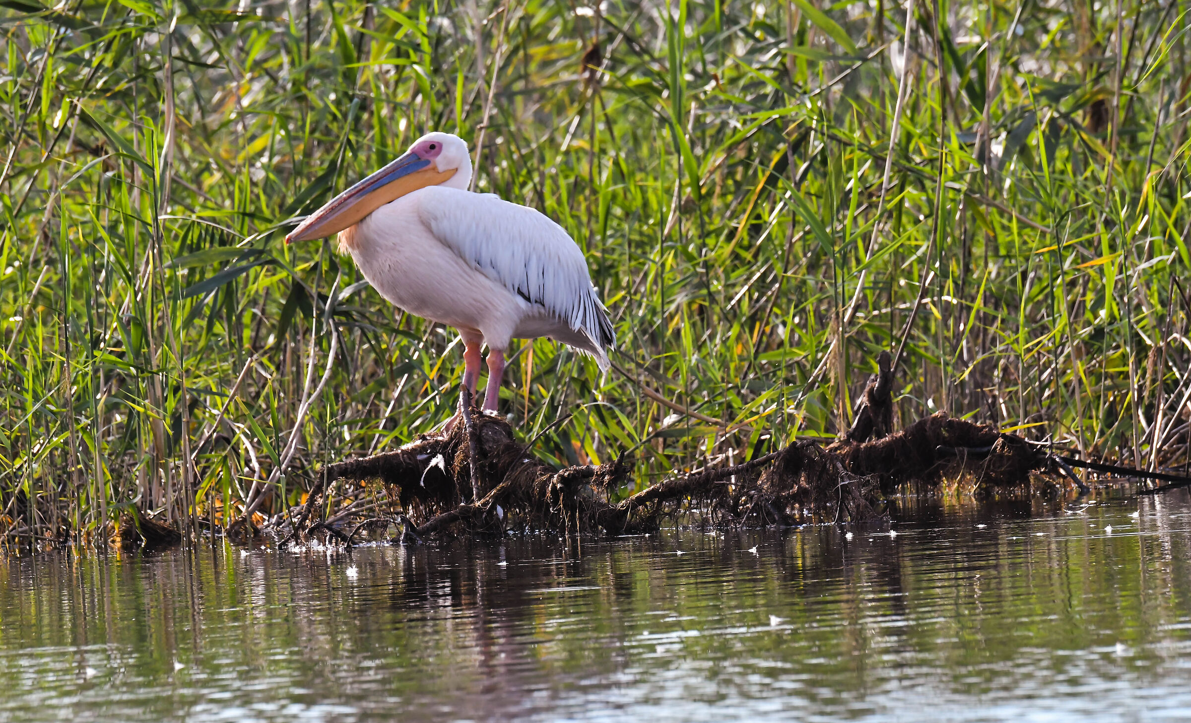 Il Delta del Danubio