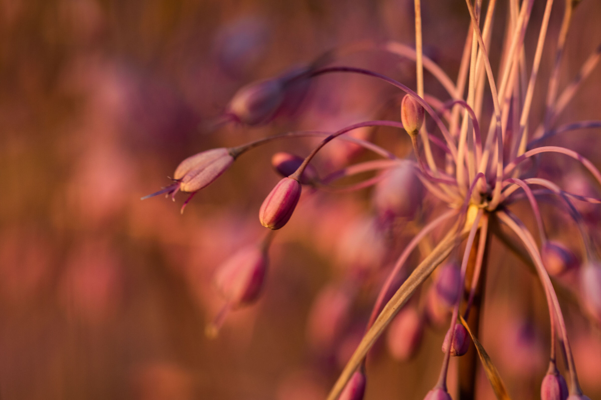 Allium carinatum - Aglio delle streghe