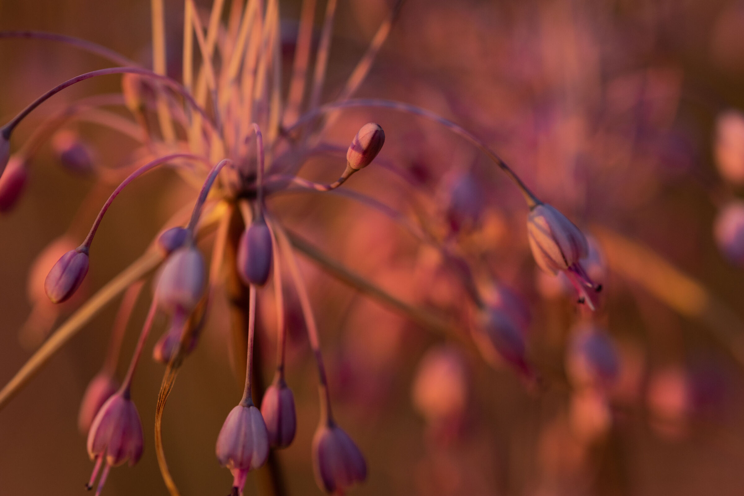 Allium carinatum - Aglio delle streghe