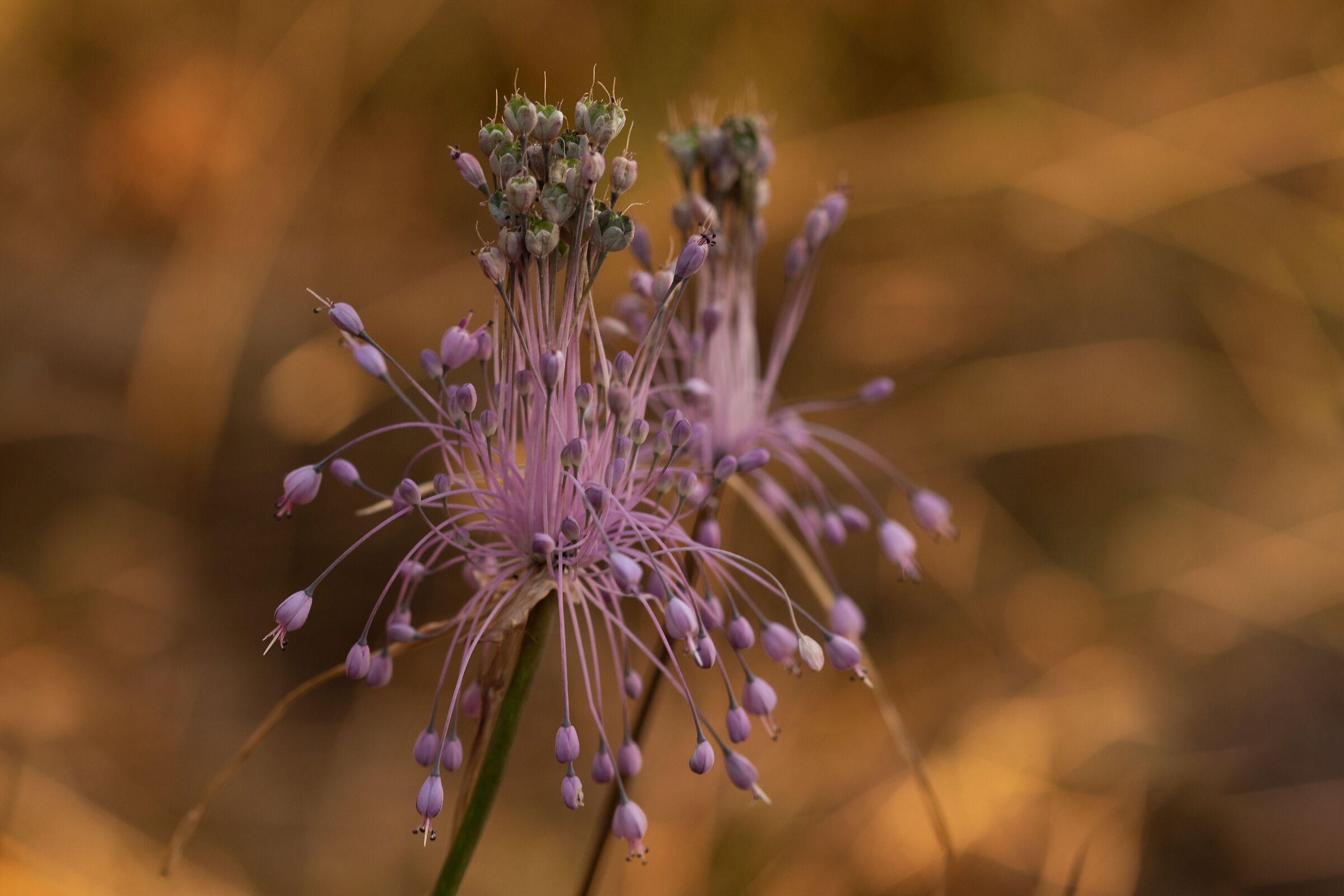 Allium carinatum - Aglio delle streghe