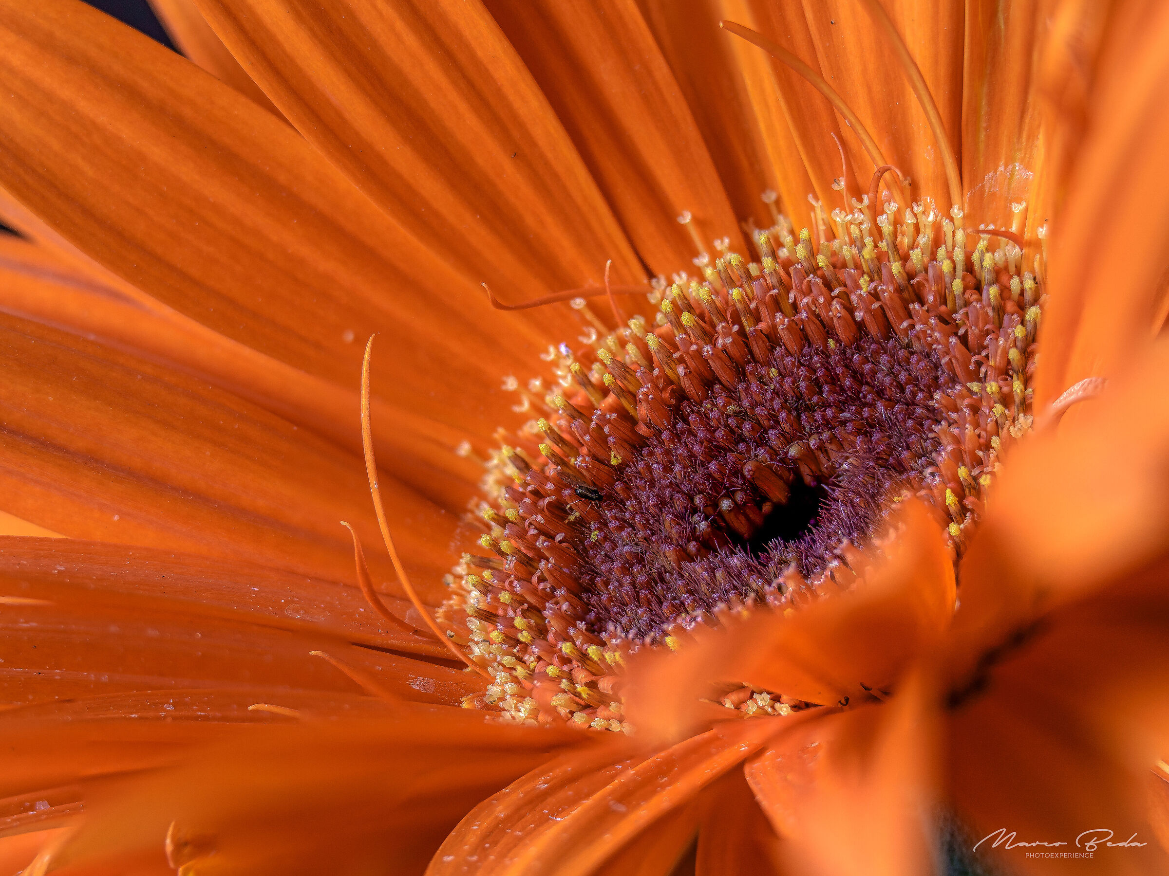 gerbera in focus stacking