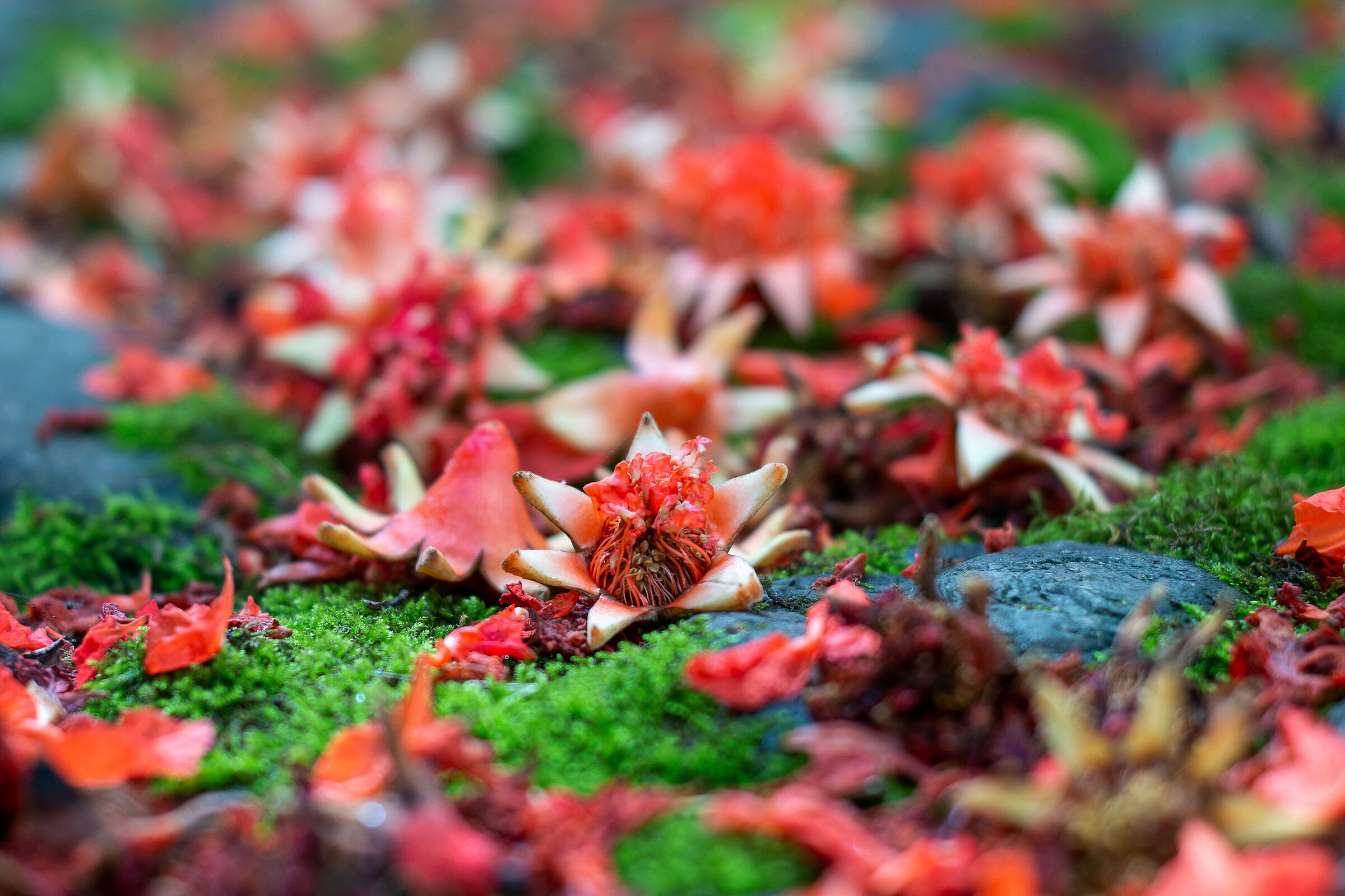 I colori del melograno