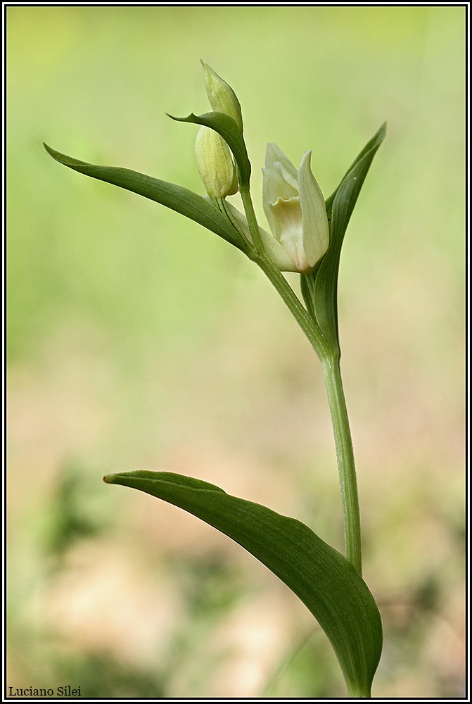 Cephalanthera damasonium