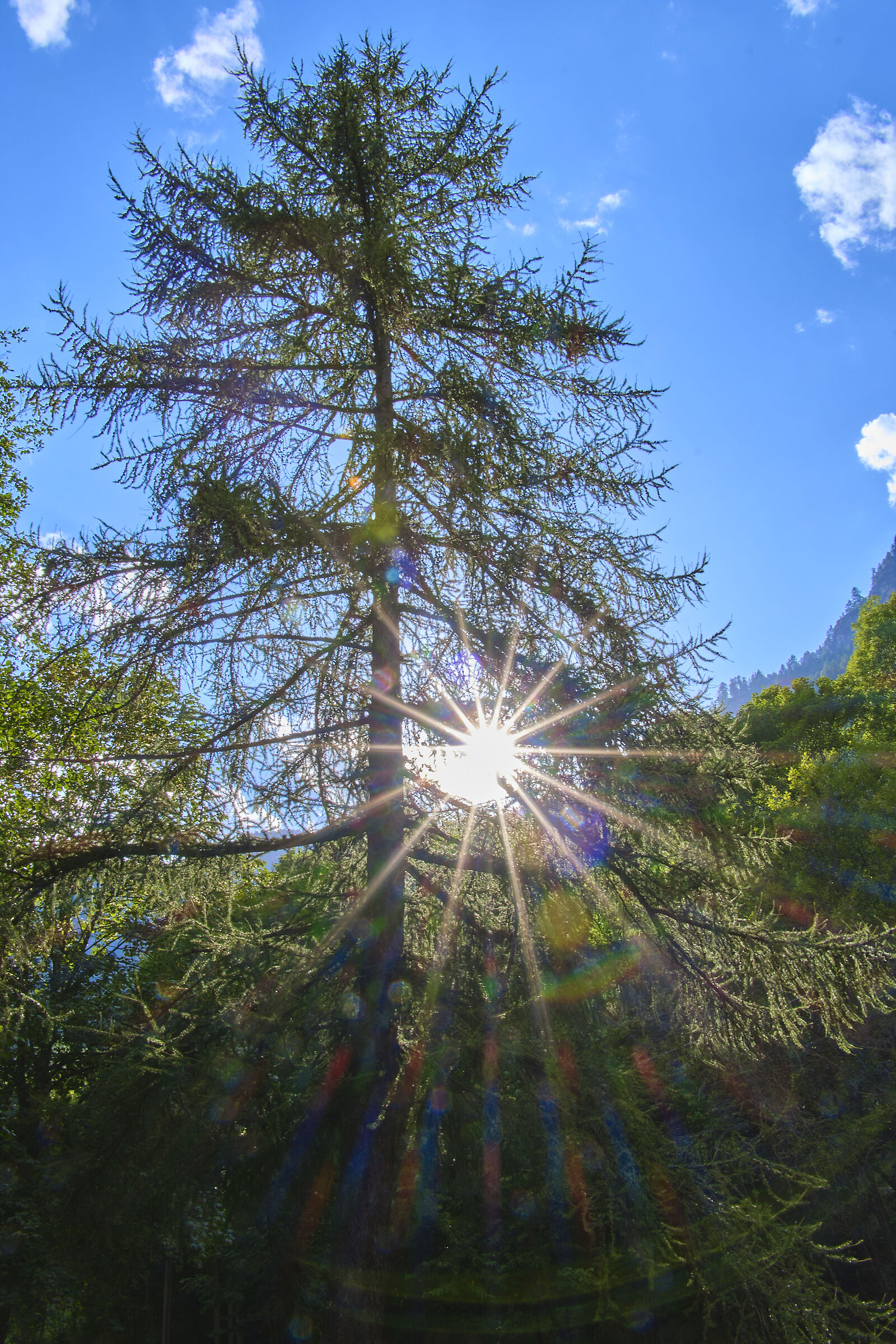 larch with light beam