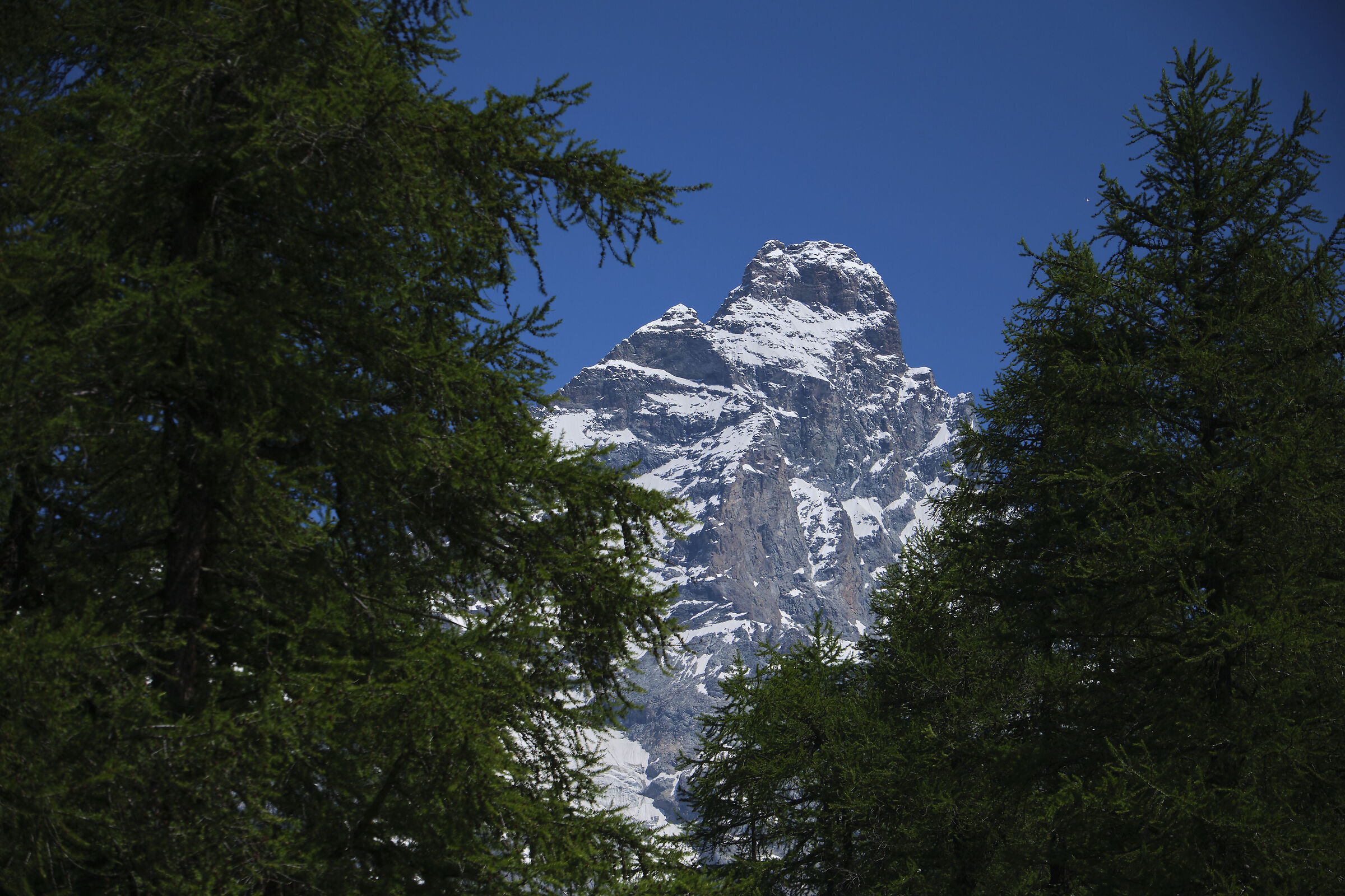 Matterhorn among the larches