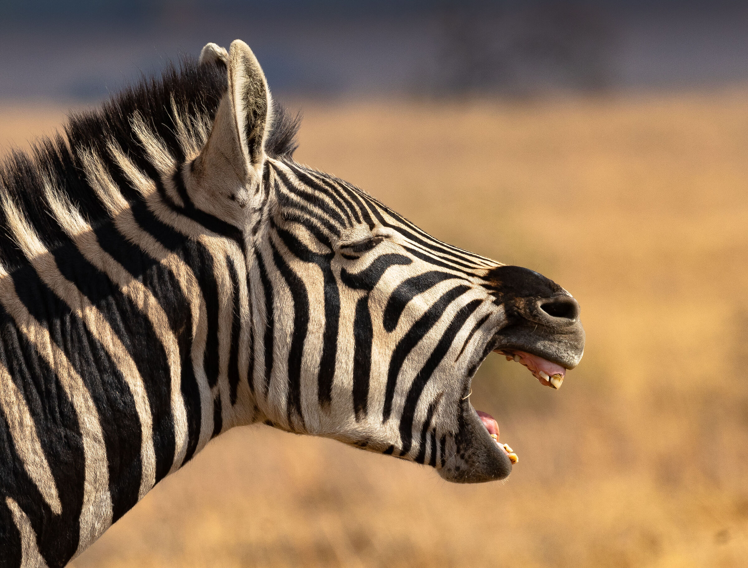 Zebra