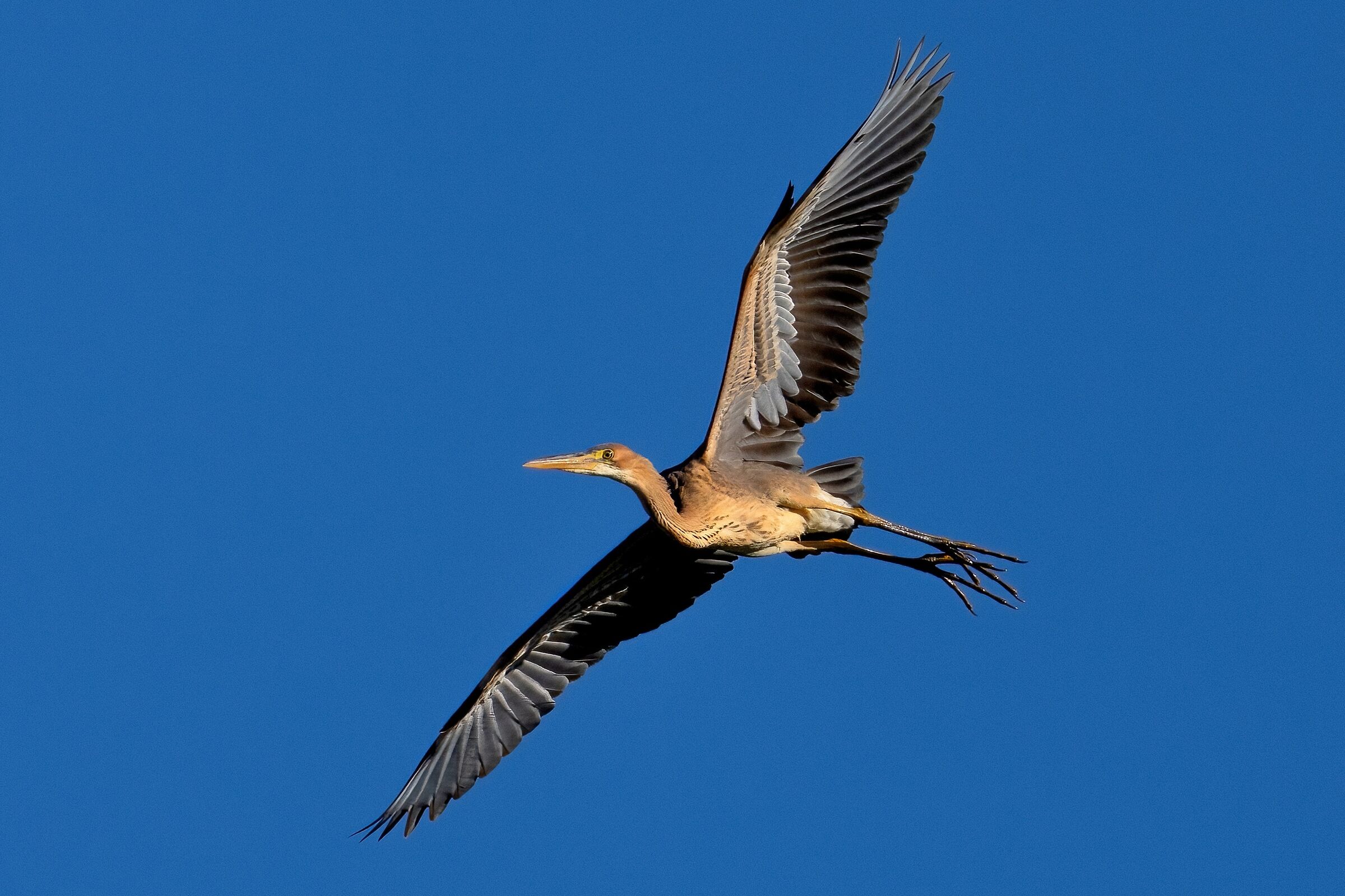 Purple Heron (Ardea purpurea) juv