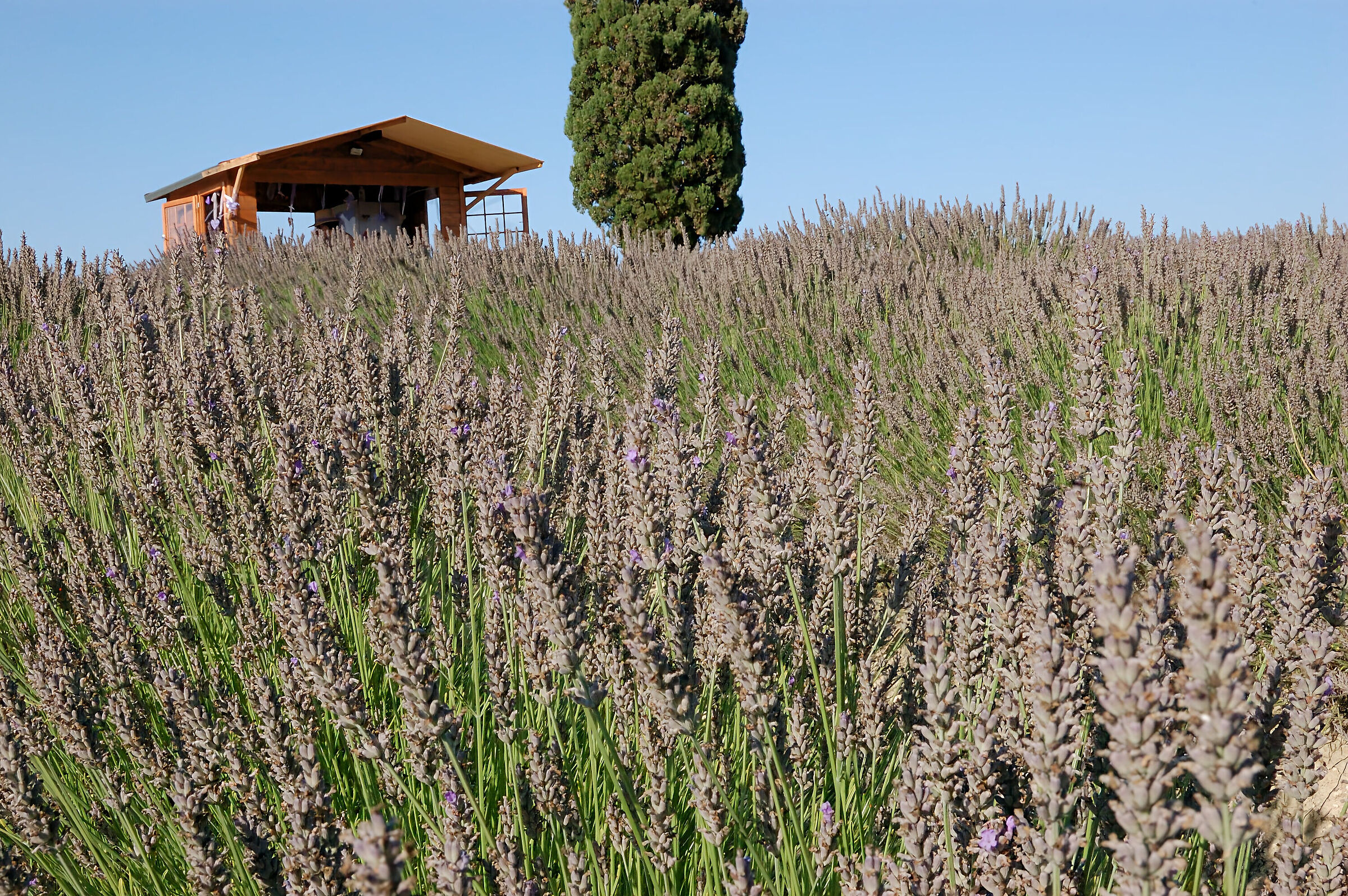 In mezzo alla lavanda...