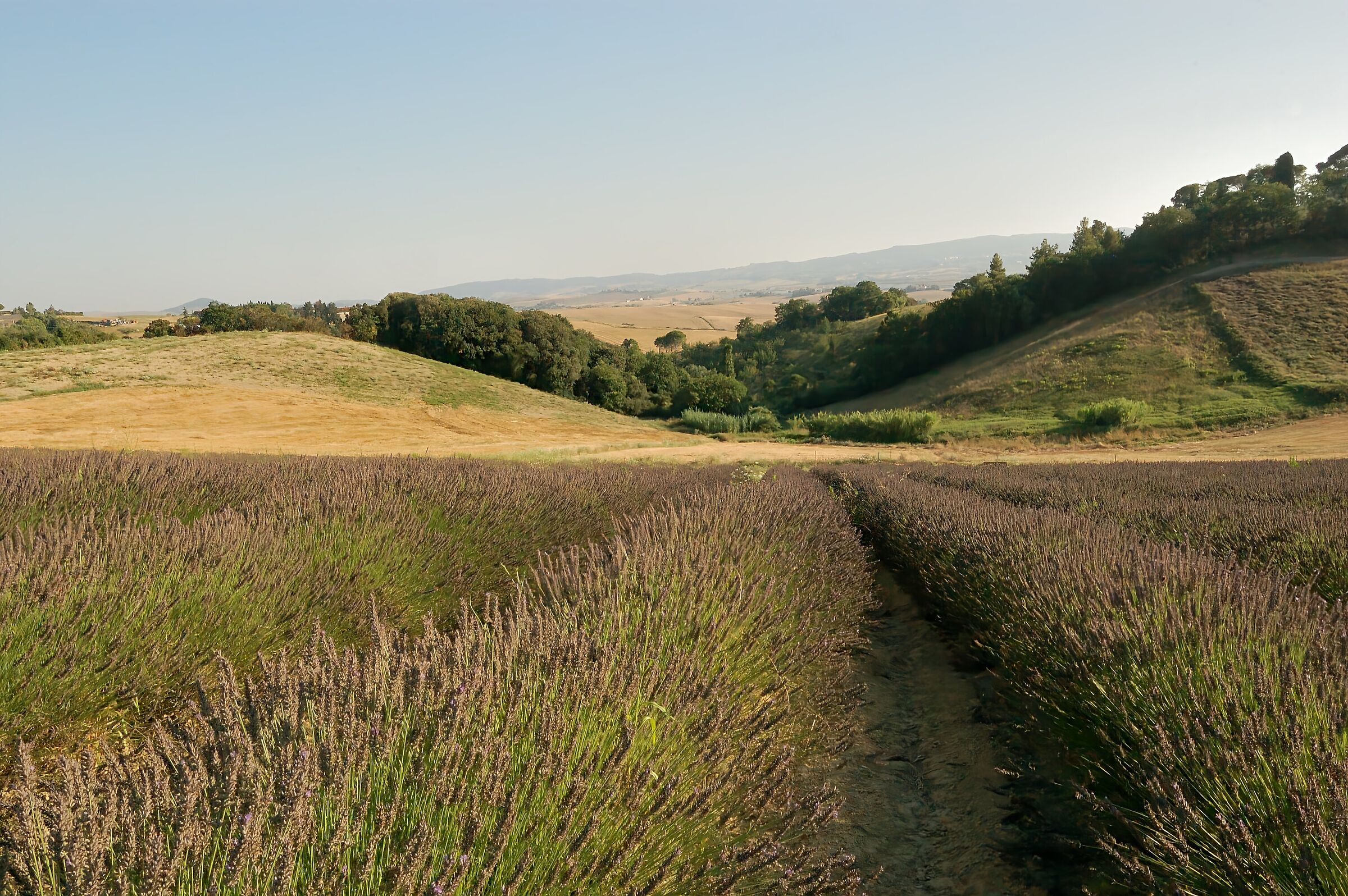 In mezzo alla lavanda..