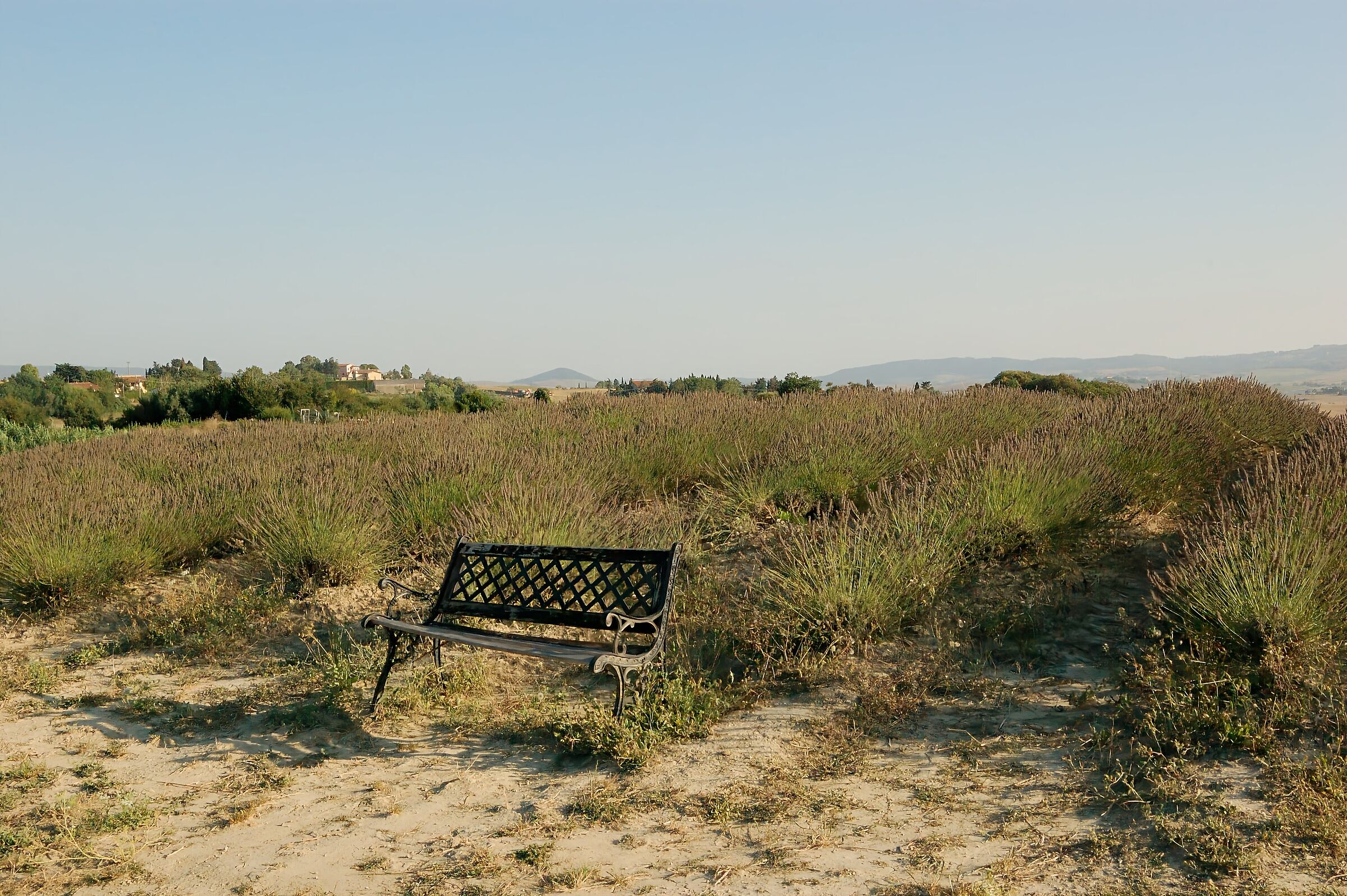Pensando, guardando, osservando il campo di lavanda...