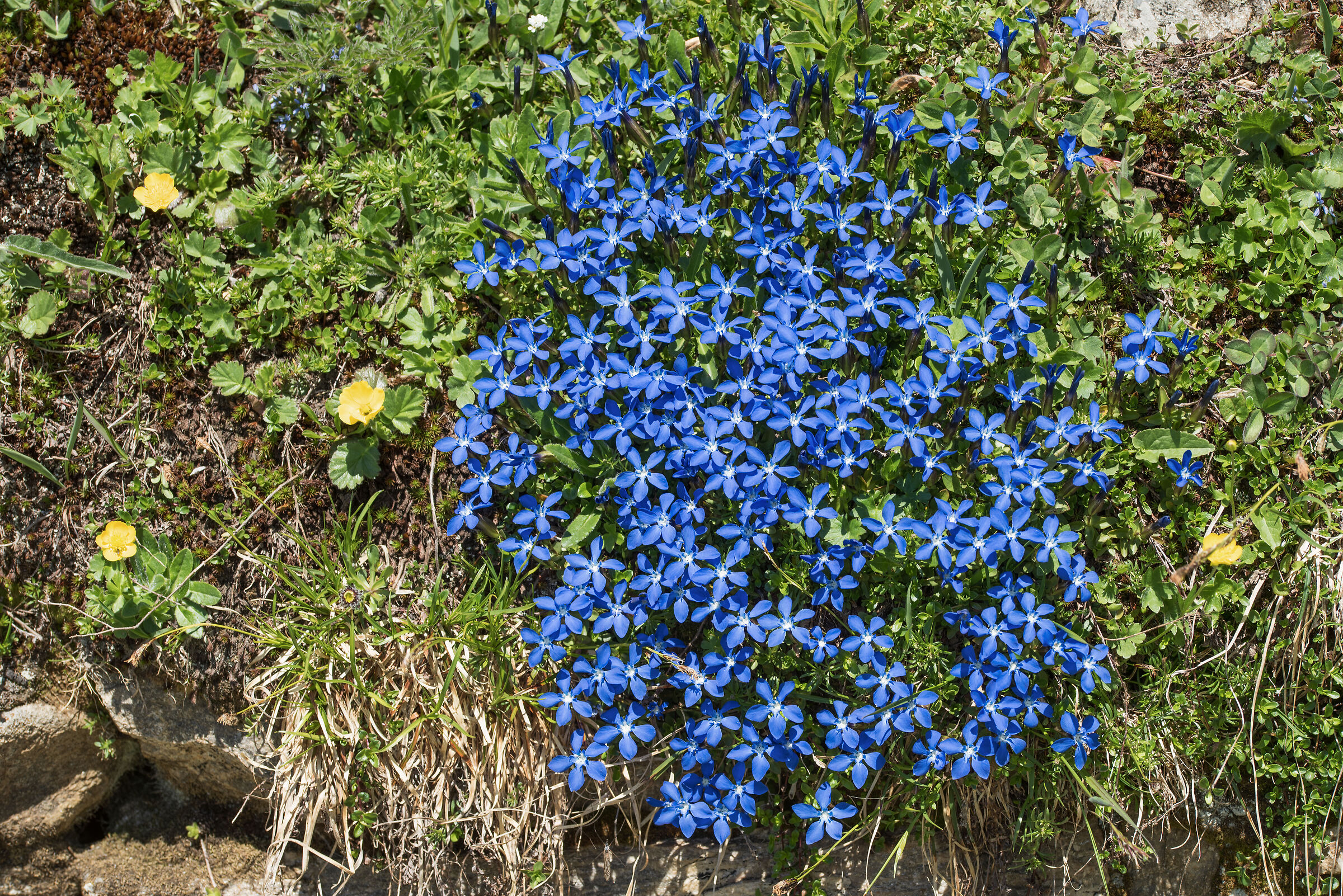 gentianelle