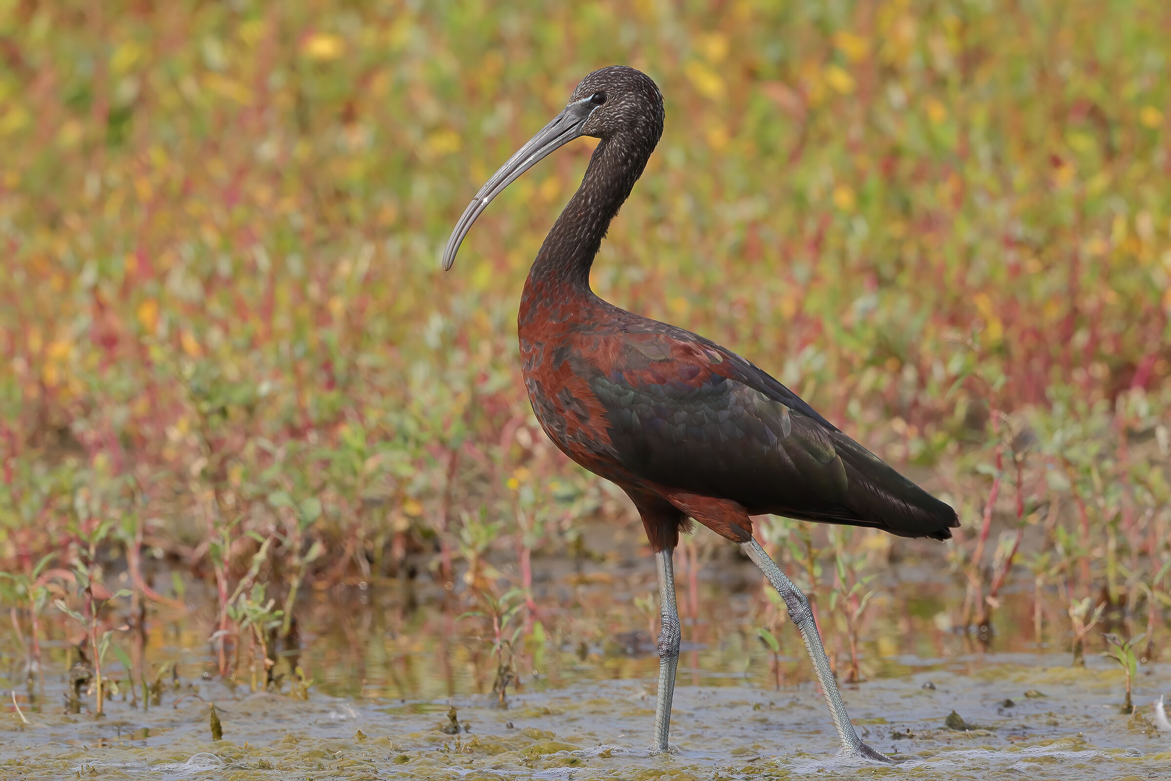 Glossy ibis