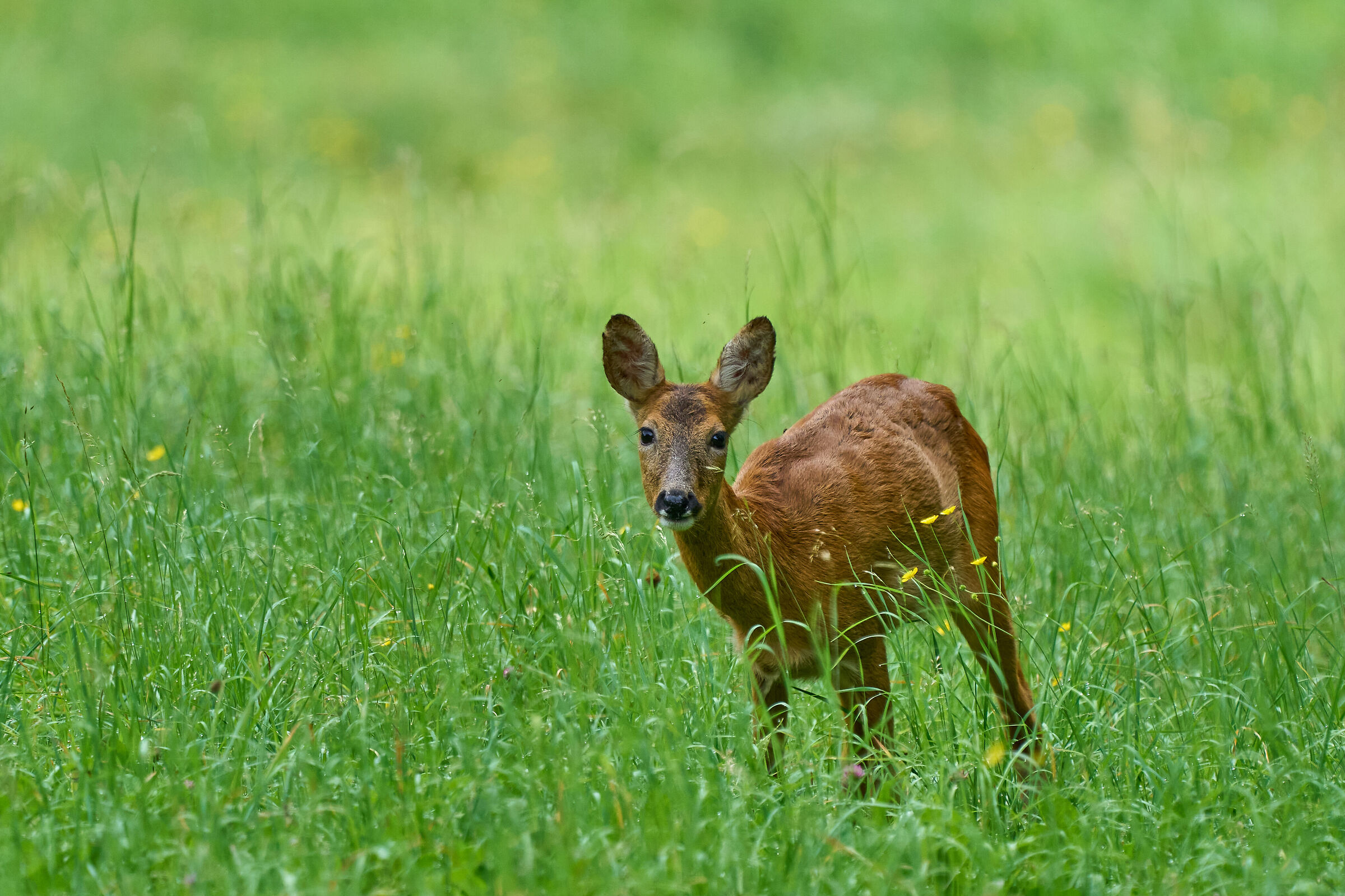 Capriolo femmina