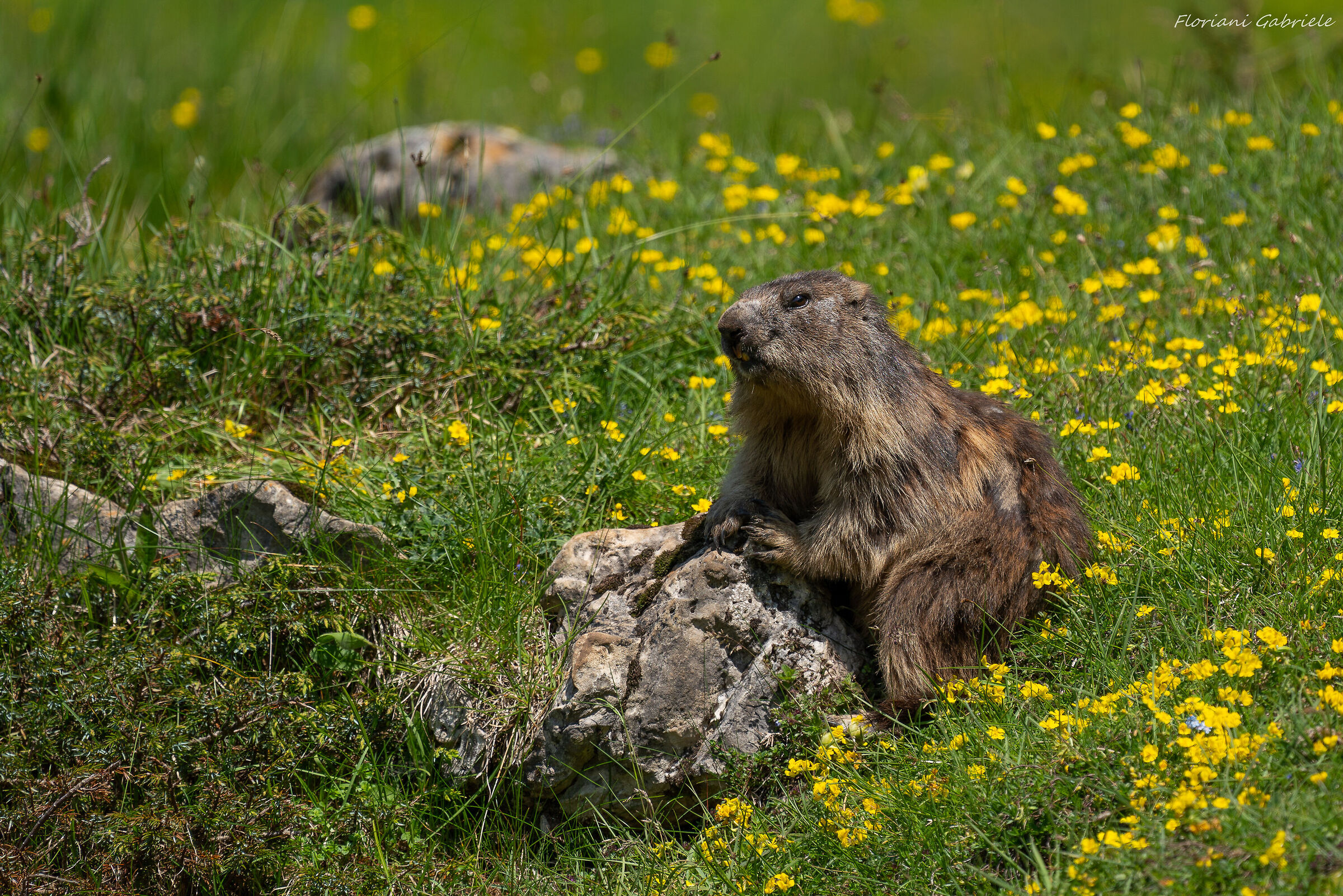 marmotta