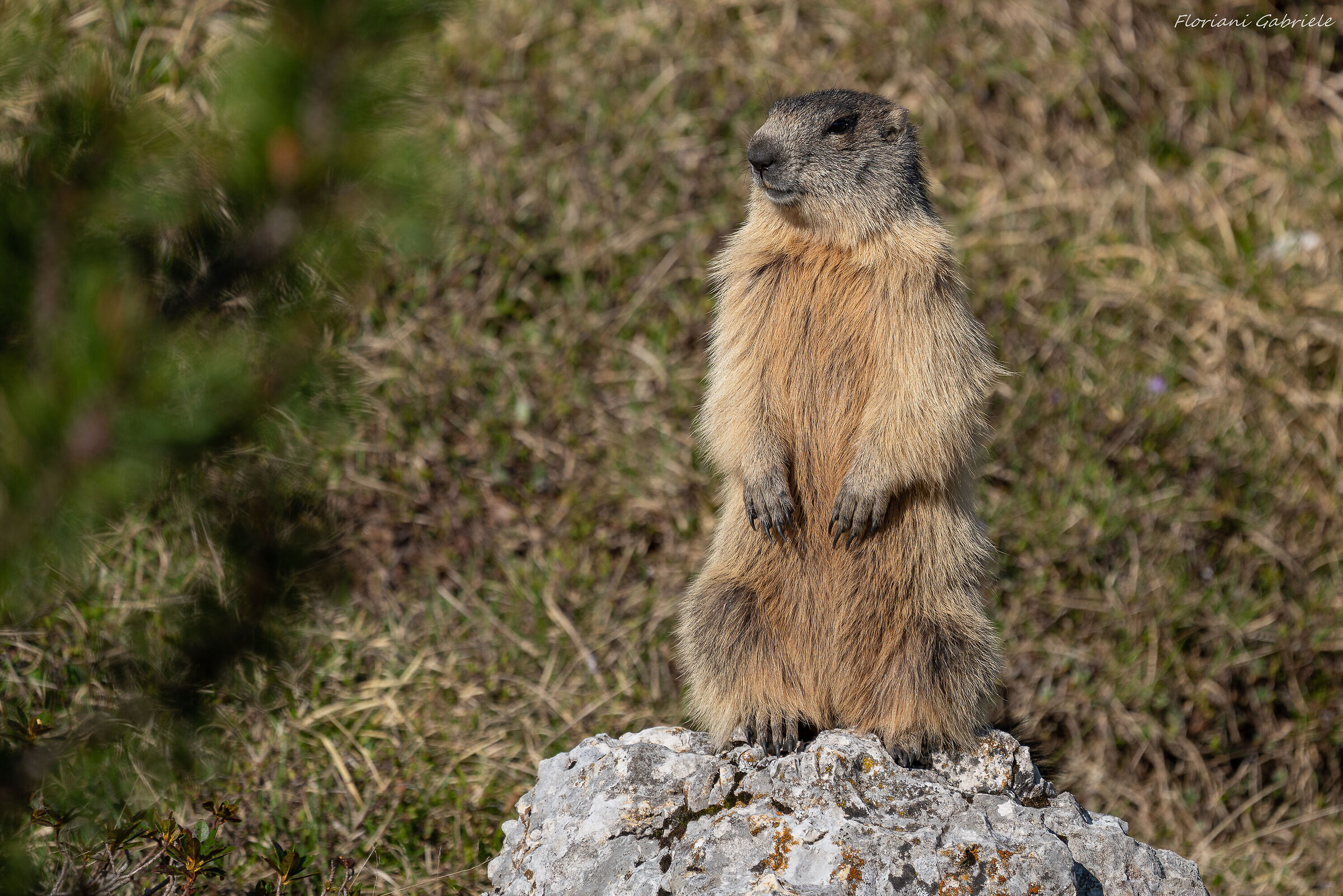 marmotta