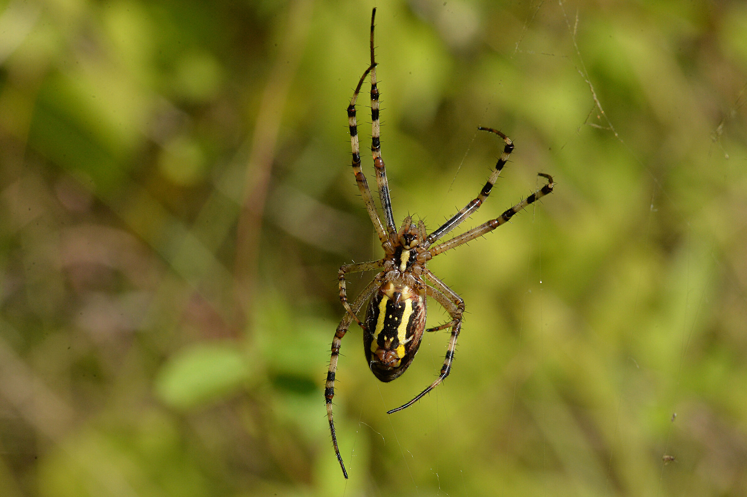 Argiope Aurentia