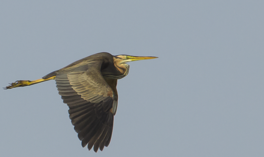 purple heron
