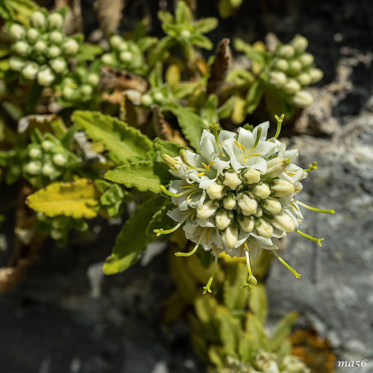 Campanula of Monte Baldo