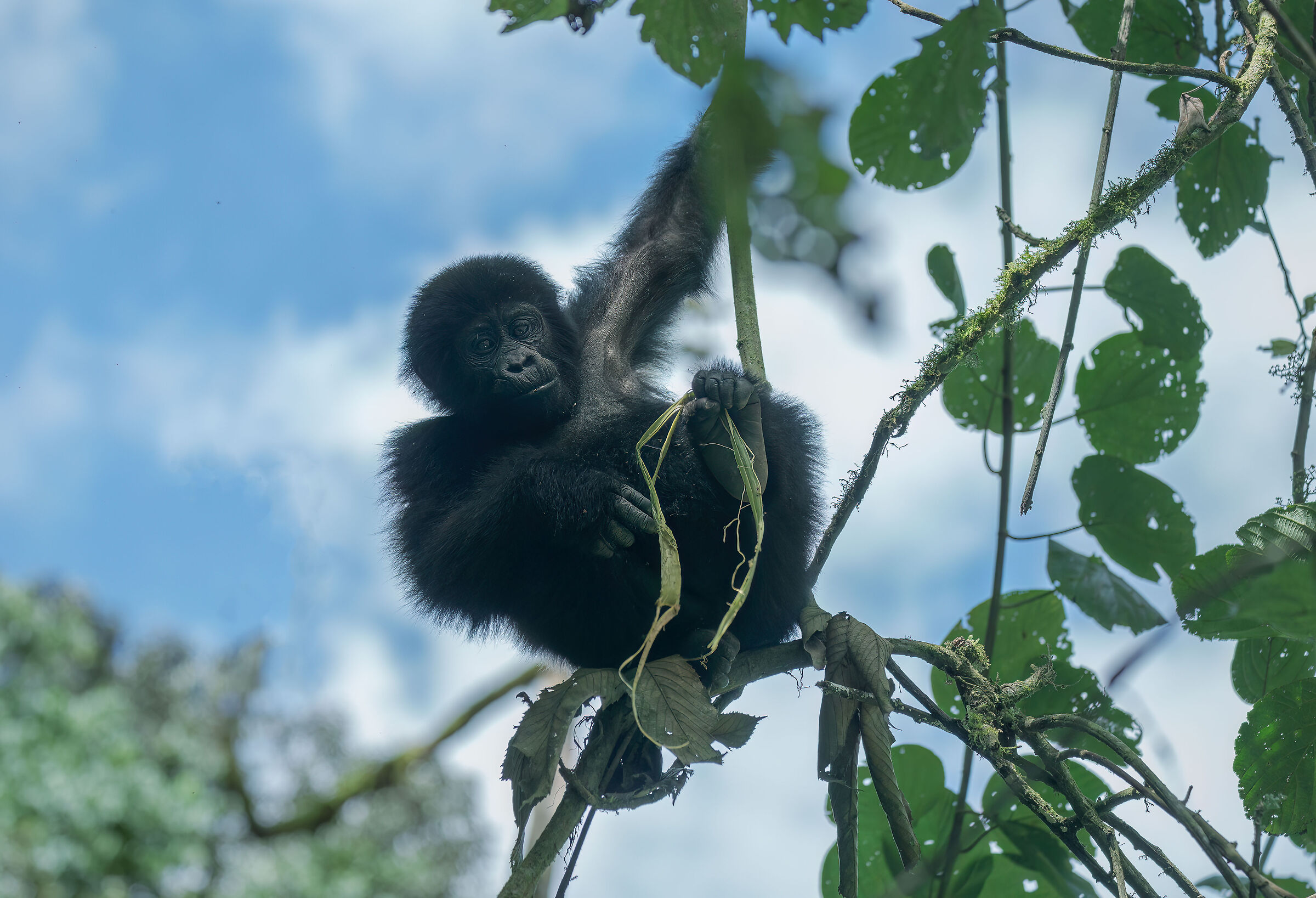 Mountain gorillas